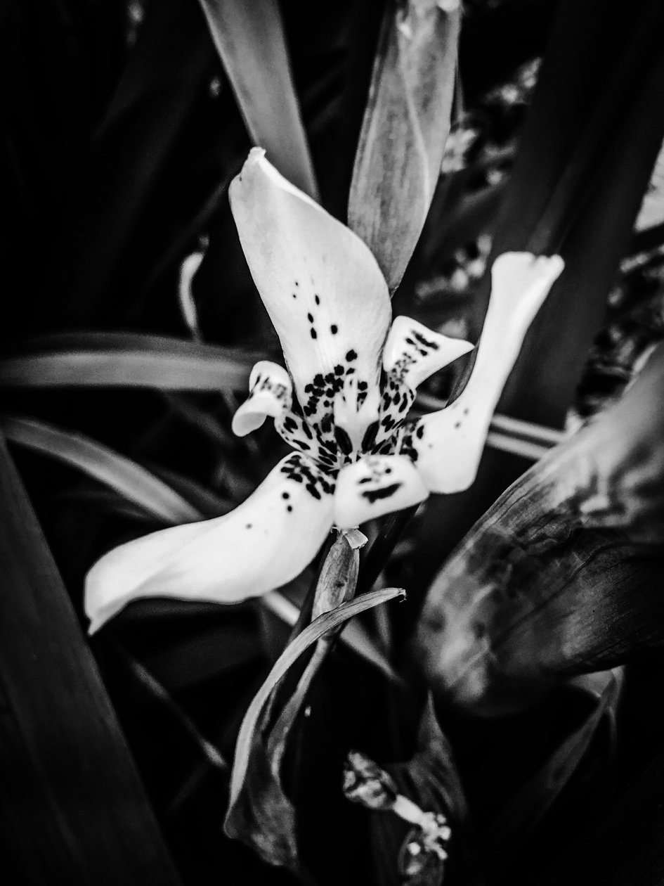 Blume Nr. 35, 2025 von Guilherme Pontes