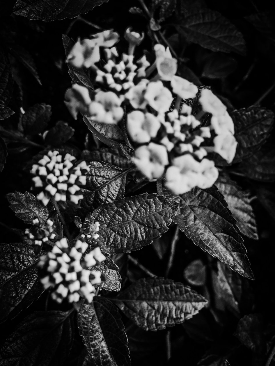 Blume Nr. 37 von Guilherme Pontes