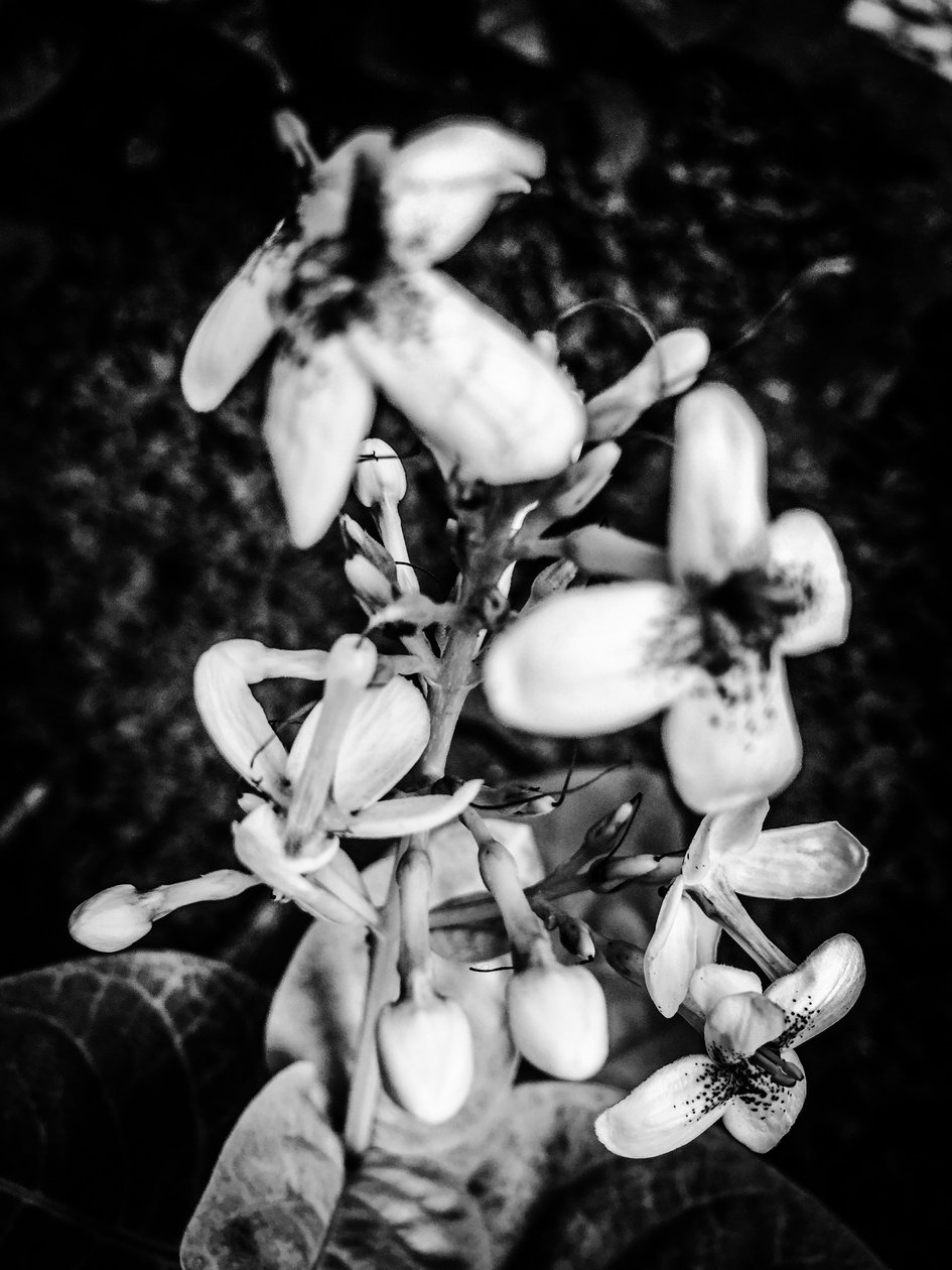 Blume Nr. 38, 2025 von Guilherme Pontes