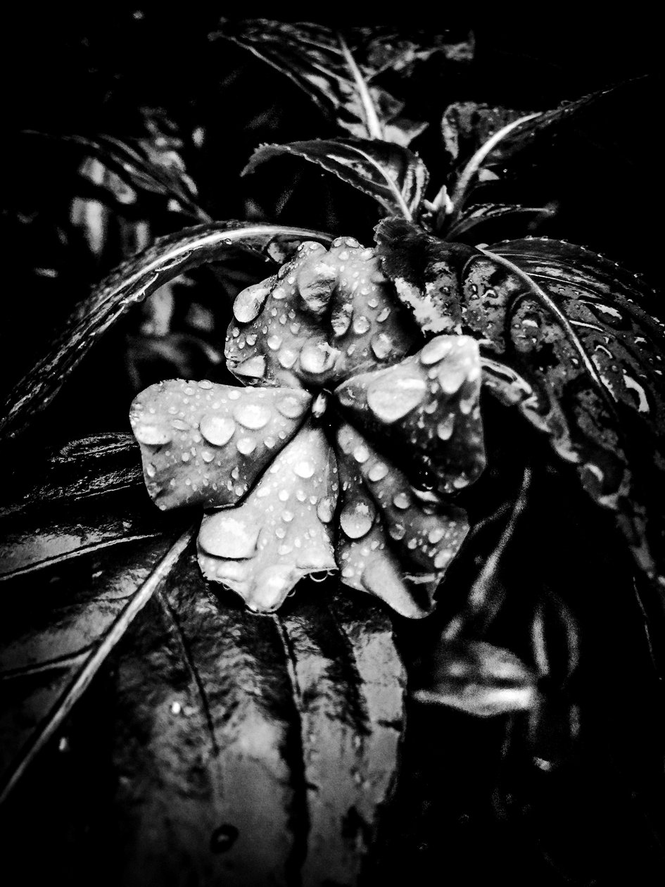 Blume Nr. 41 von Guilherme Pontes