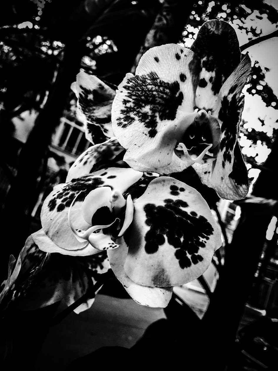 Blume Nr. 4, 2025 von Guilherme Pontes