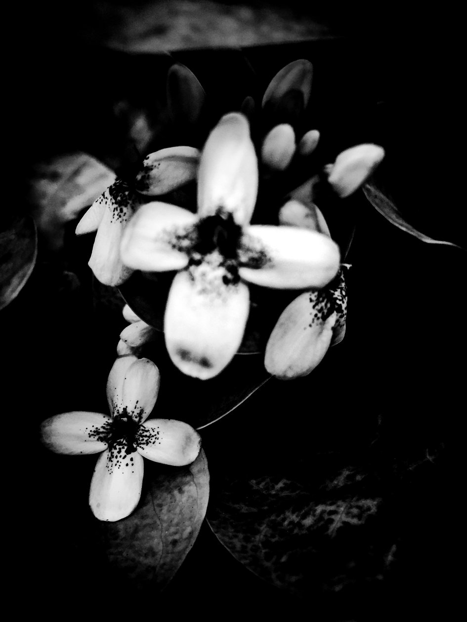 Blume Nr. 51 von Guilherme Pontes