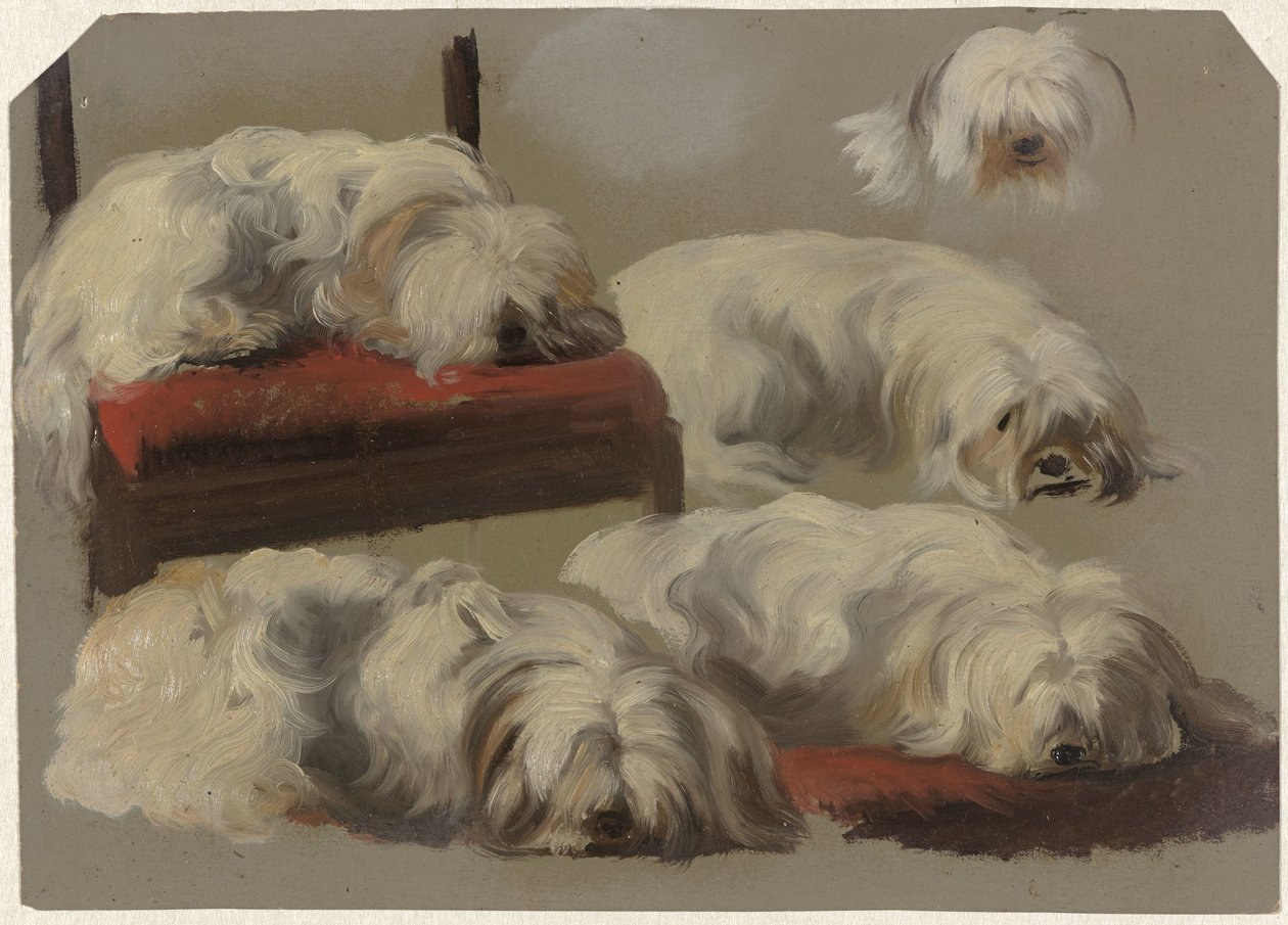 Studien eines weißen Schoßhundes von Guillaume Anne van der Brugghen