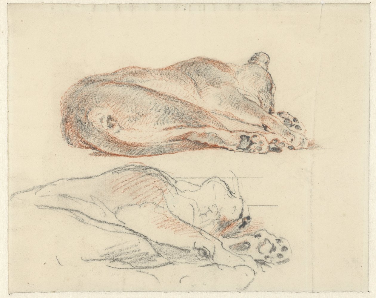 Zwei Studien eines liegenden Tigers von Guillaume Anne van der Brugghen