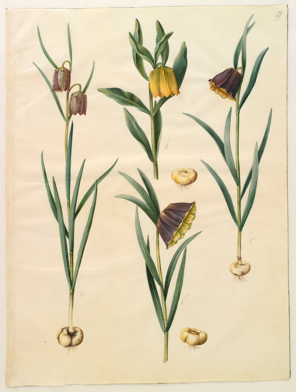 Fritilleria meleagris aus dem Album Gottorfer Codex von Hans Simon Holtzbecher
