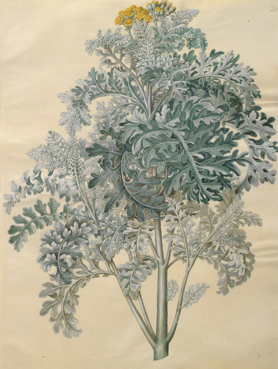 Jacobaea maritima aus dem Album Gottorfer Codex von Hans Simon Holtzbecher