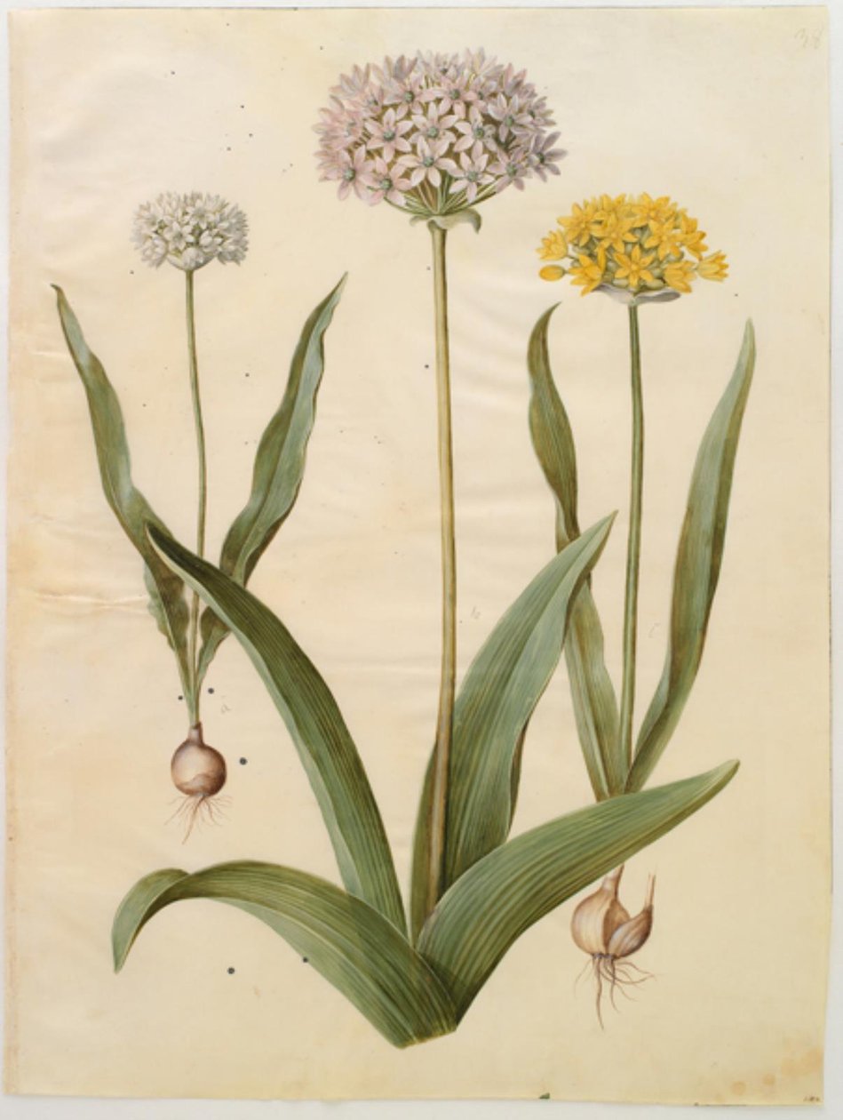 Allium moly (Gold-Lauch); Allium nigrum (Schwarz-Lauch) von Hans Simon Holtzbecker