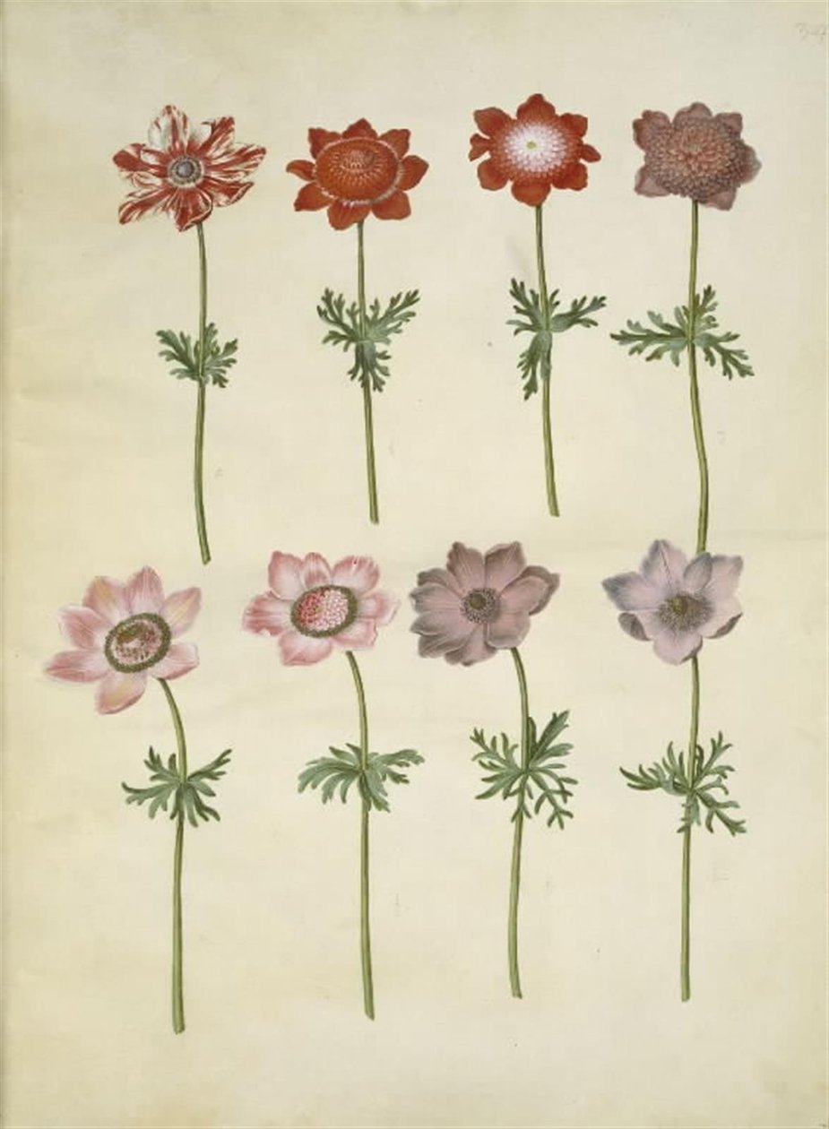 Anemone coronaria (Französische Anemone) von Hans Simon Holtzbecker