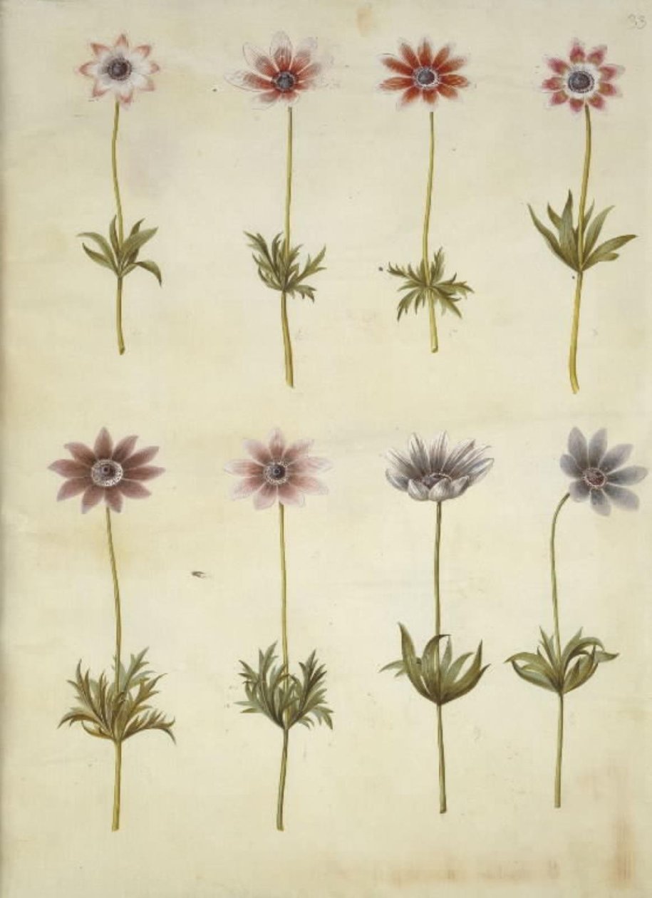 Anemone pavonina von Hans Simon Holtzbecker