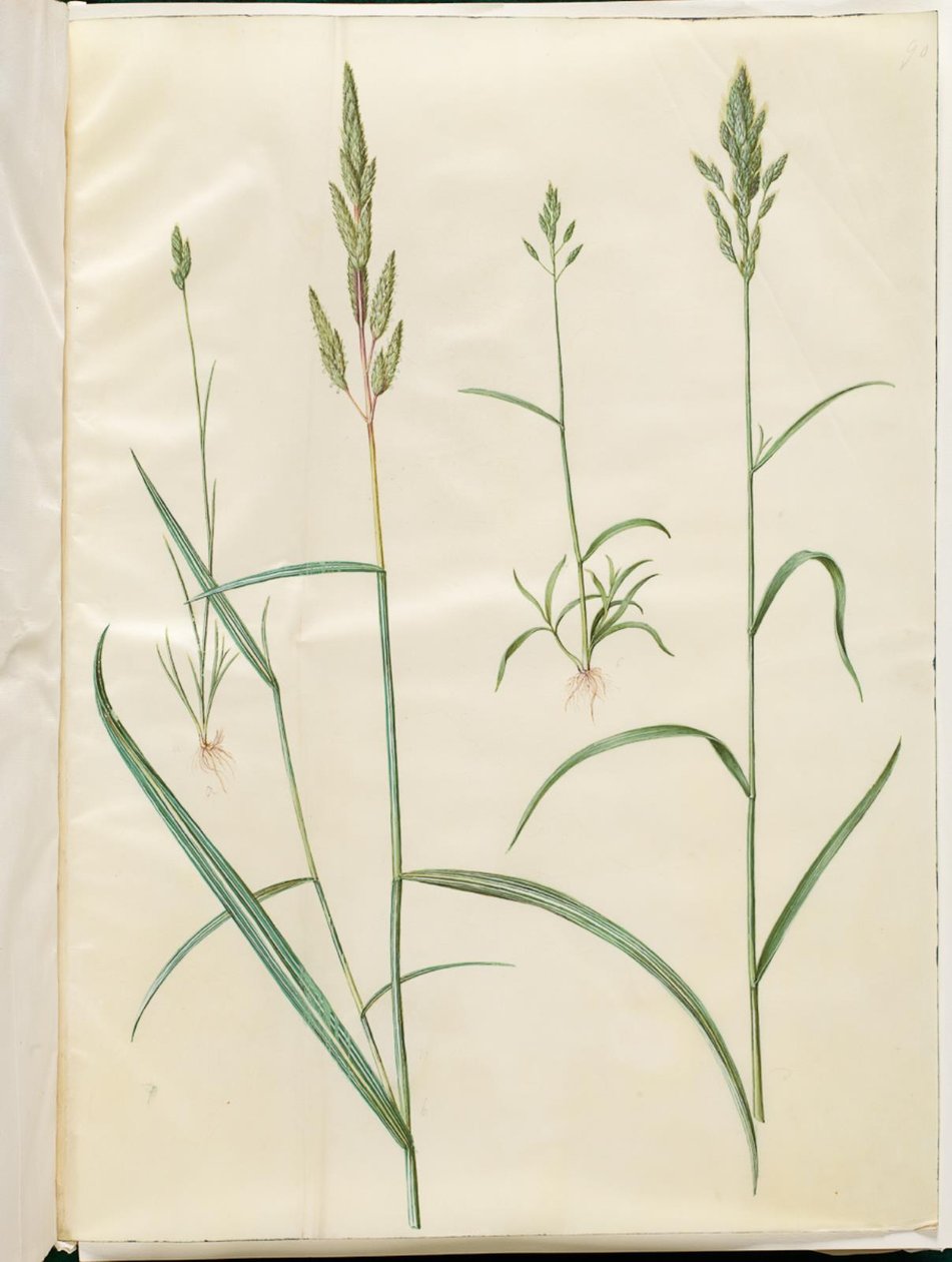 Weiche Trespe; Rohrglanzgras von Hans Simon Holtzbecker