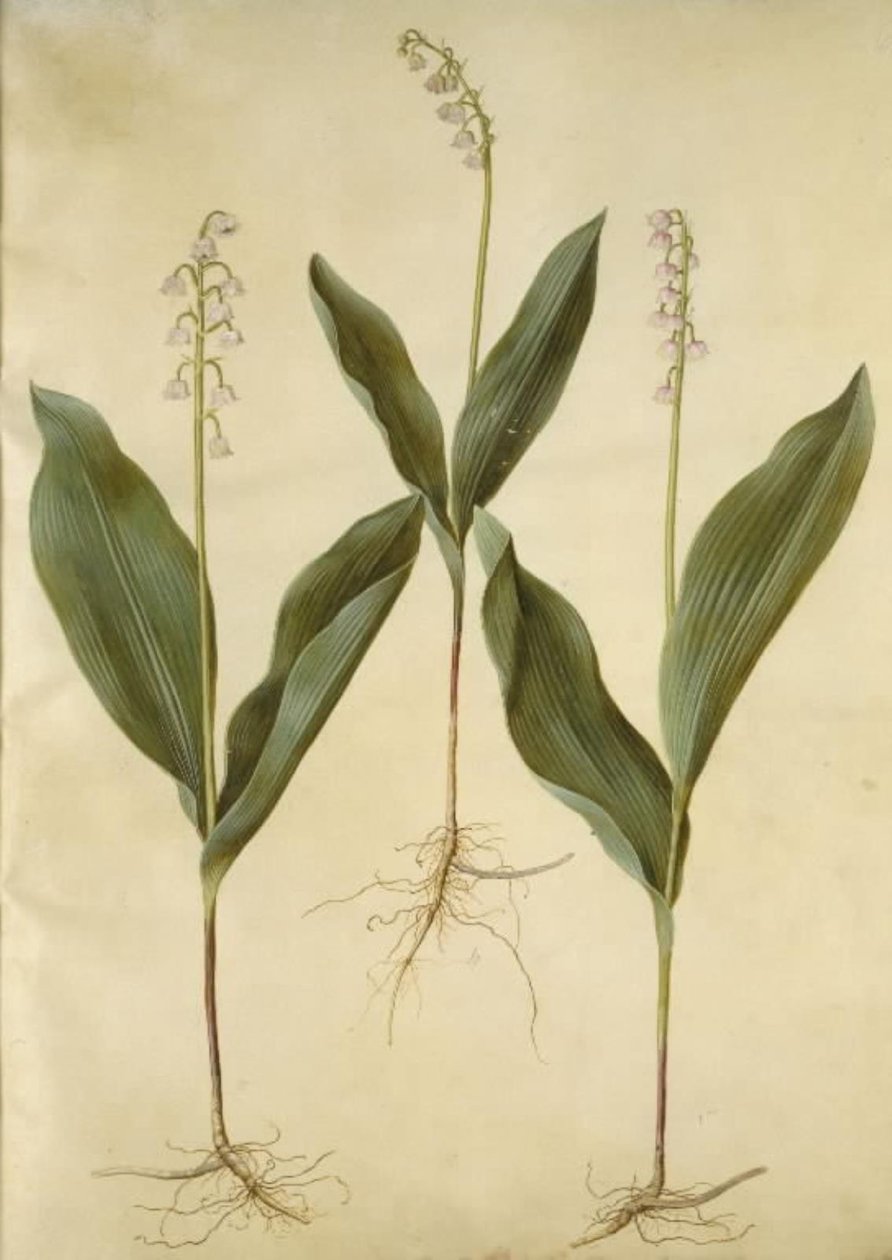 Maiglöckchen (Convallaria majalis); Maiglöckchen (Varietät von Convallaria majalis) von Hans Simon Holtzbecker