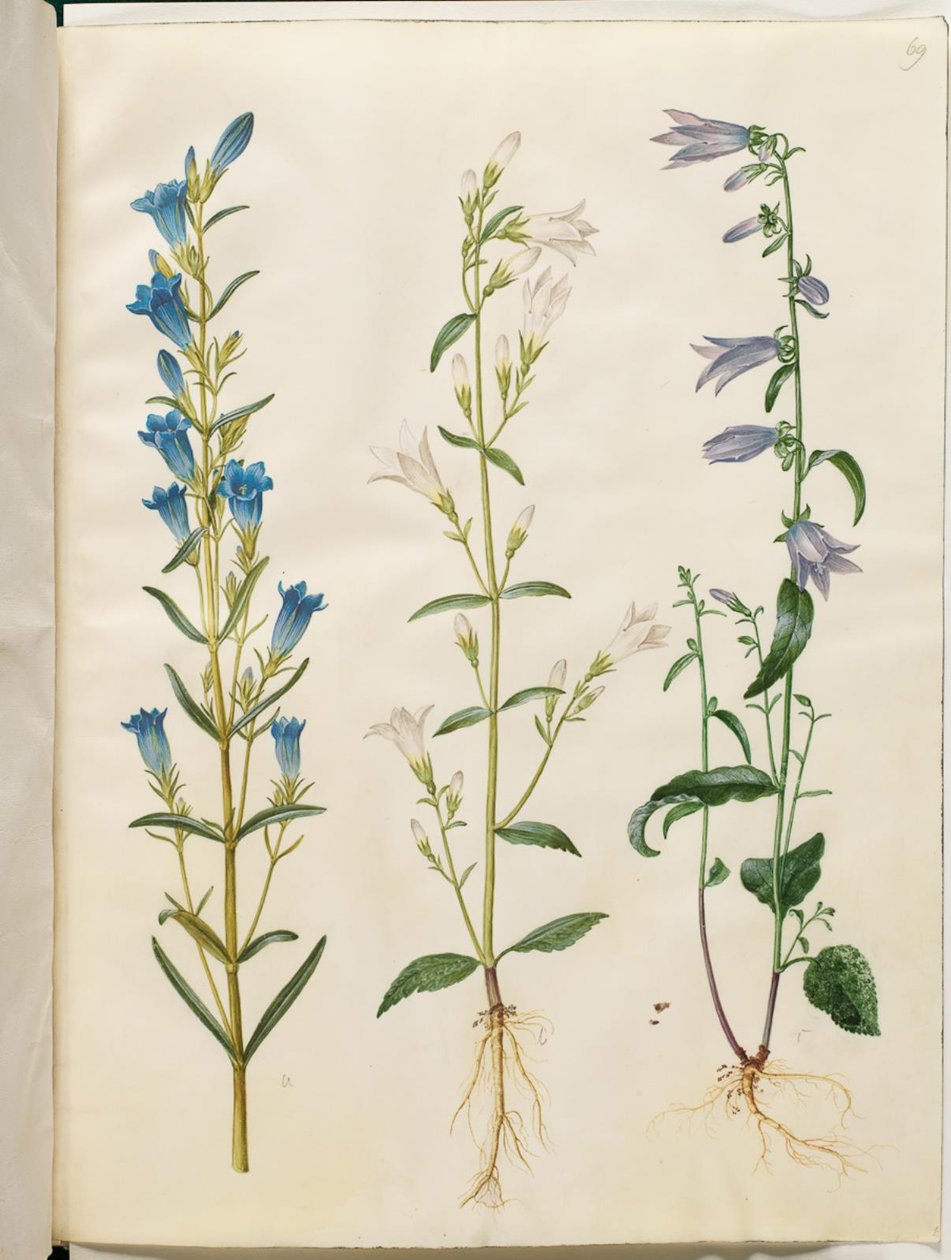 Gentiana pneumonanthe (Lungenenzian); Campanula patula (Wiesen-Glockenblume); Campanula rapunculoides (Rapunzel-Glockenblume) von Hans Simon Holtzbecker