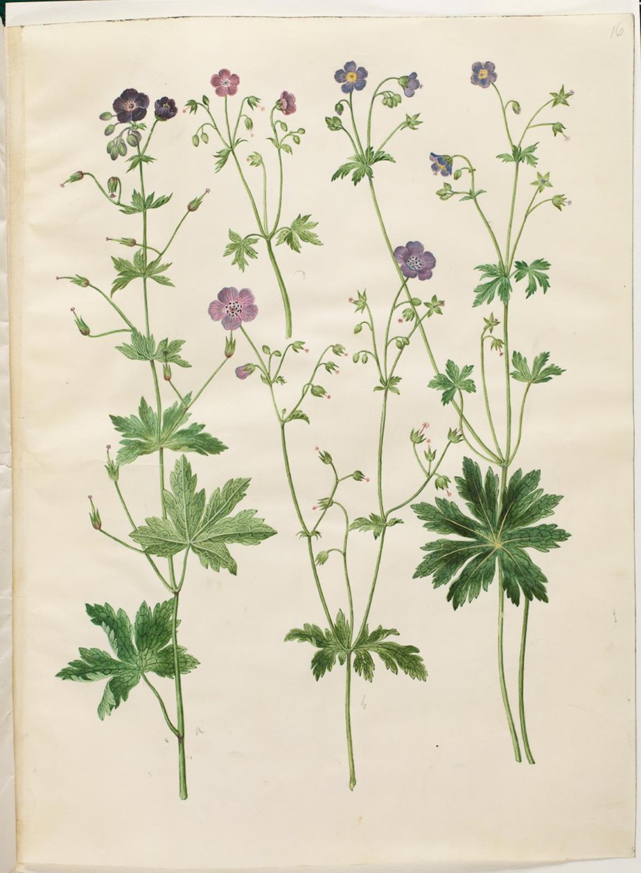 Geranium phaeum (Wellenblättriger Storchschnabel); Geranium sylvaticum (Wald-Storchschnabel) von Hans Simon Holtzbecker