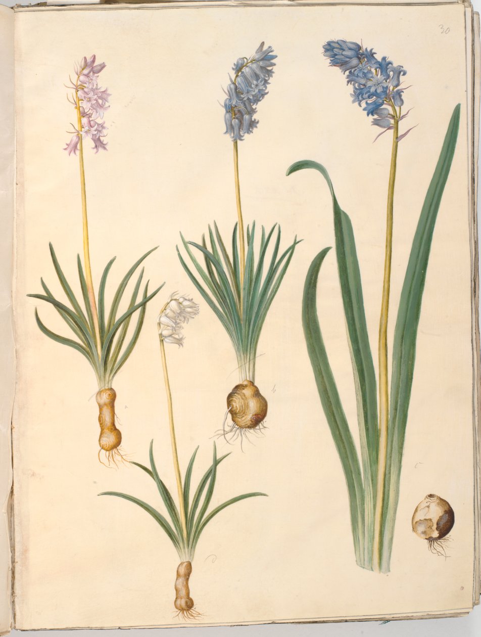 Hyacinthoides non-scripta (gewöhnliche Glockenblume); Hyacinthoides hispanica (spanische Glockenblume) von Hans Simon Holtzbecker