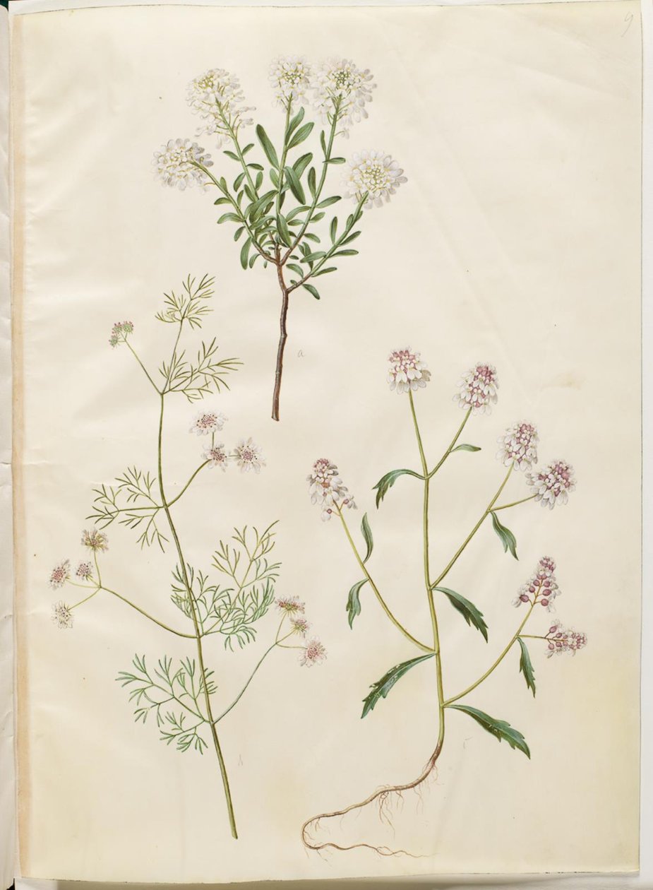 Iberis sempervirens (Schneepolster); Coriandrum sativum (gewöhnlicher Koriander); Iberis amara (bittere Schleifenblume) von Hans Simon Holtzbecker