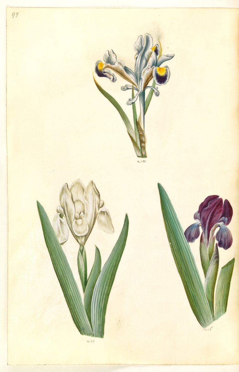 Iris persica (Persische Iris); Iris lutescens oder Iris pumila (?) (Zwerg-Iris oder niedrige Iris) von Hans Simon Holtzbecker