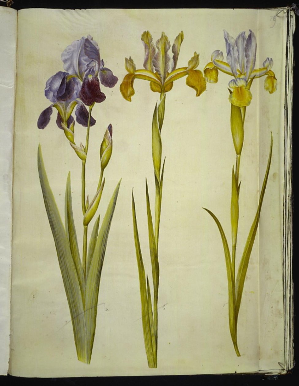 Iris ×sambucina (Holunder-Iris); Iris latifolia (Englische Iris) von Hans Simon Holtzbecker