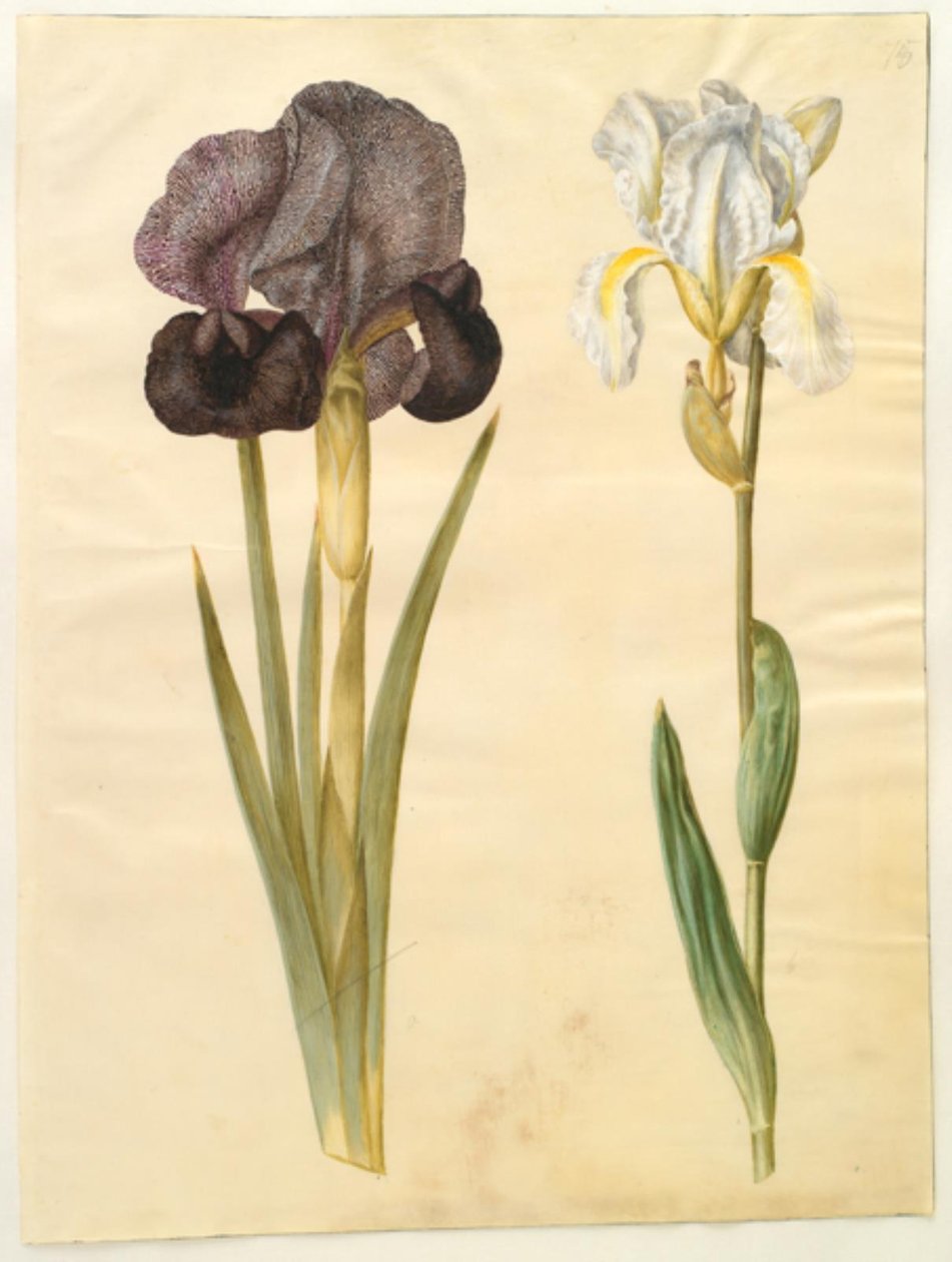 Iris susiana (Trauer-Iris); Iris ×florentina (Veilchenwurzel) von Hans Simon Holtzbecker