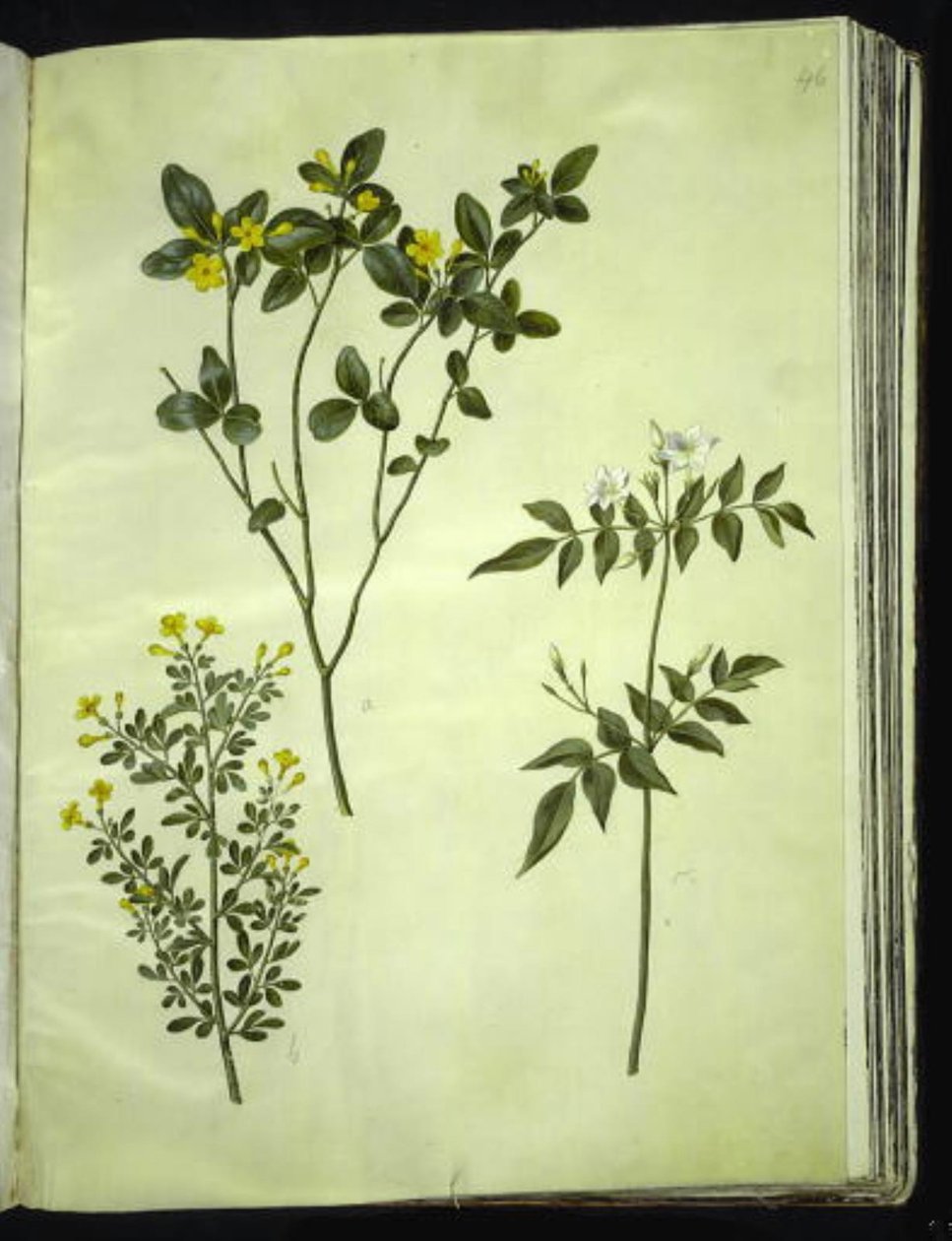 Jasminum odoratissimum (Zimmer-Jasmin); Jasminum fruticans (Busch-Jasmin); Jasminum grandiflorum (Duft-Jasmin) von Hans Simon Holtzbecker