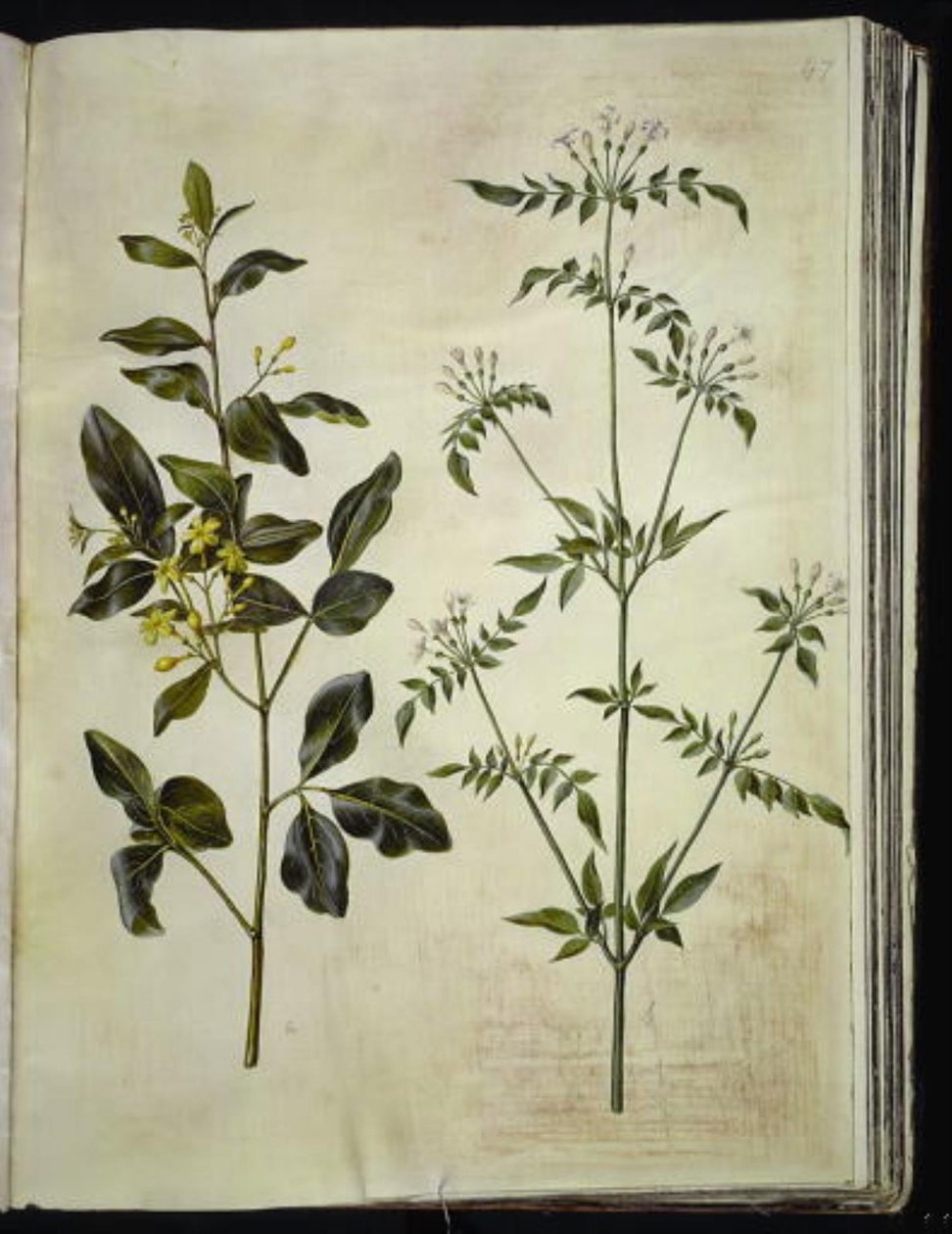 Jasminum odoratissimum (Zimmerjasmin); Jasminum officinale (Echter Jasmin) von Hans Simon Holtzbecker