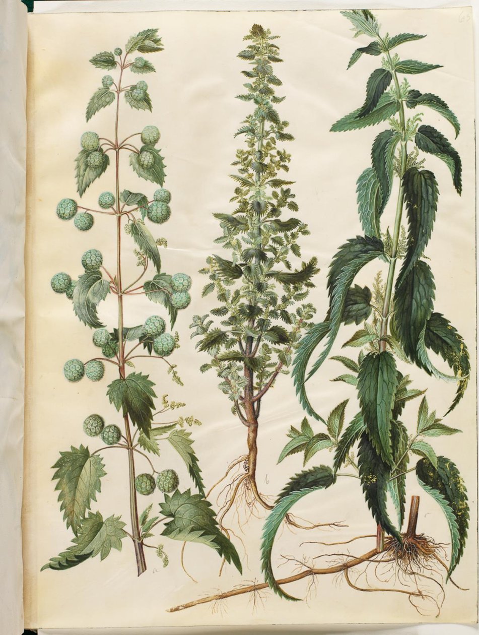 Urtica pilulifera (römische Brennnessel); Urtica urens (kleine Brennnessel); Urtica dioica (große Brennnessel) von Hans Simon Holtzbecker
