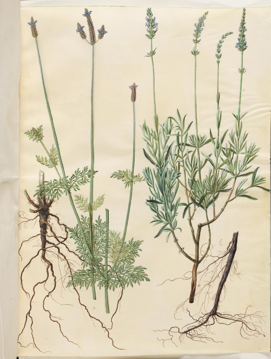Lavandula multifida (Spalt-Lavendel); Lavandula angustifolia (Echter Lavendel) von Hans Simon Holtzbecker