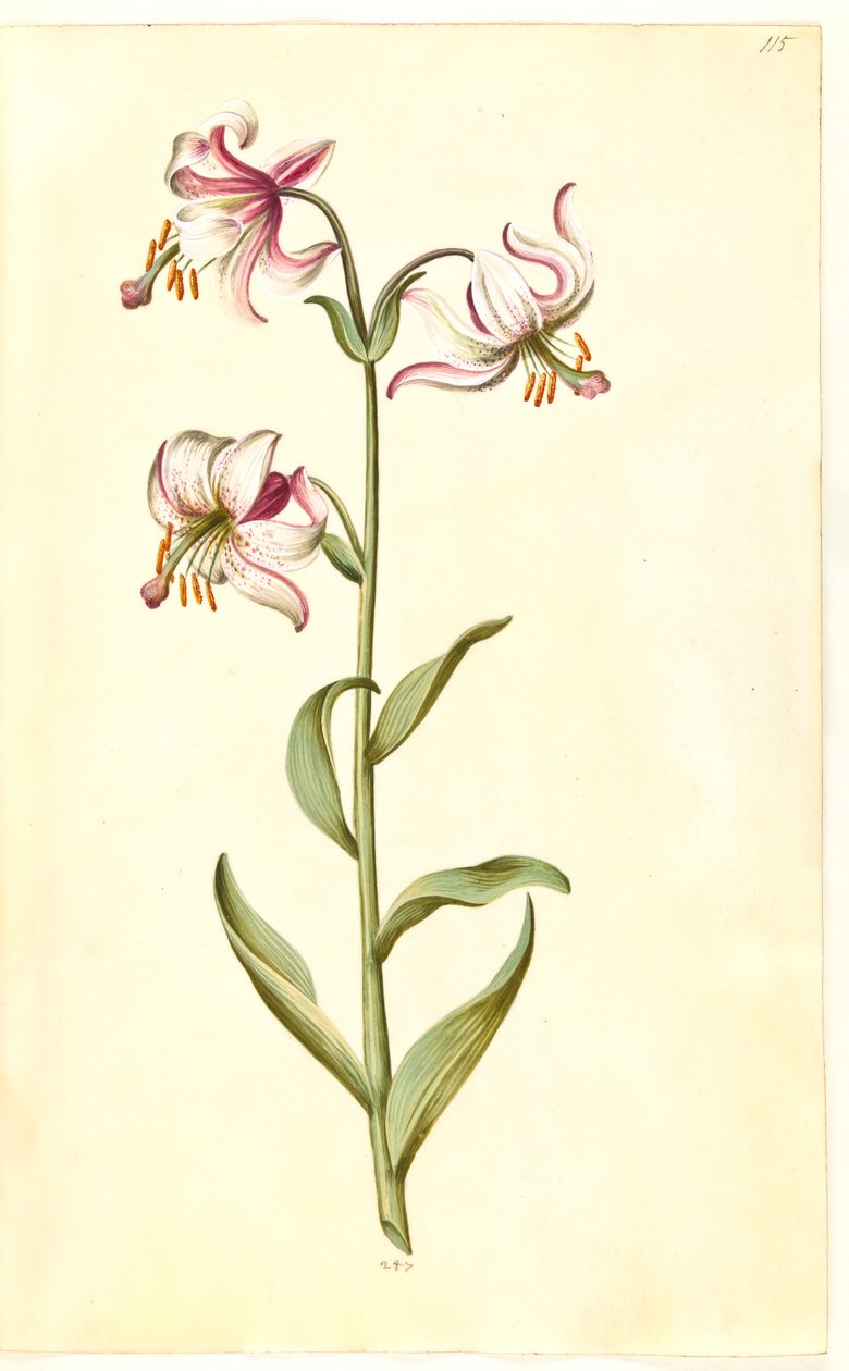 Lilium martagon (Türkenbund-Lilie) von Hans Simon Holtzbecker