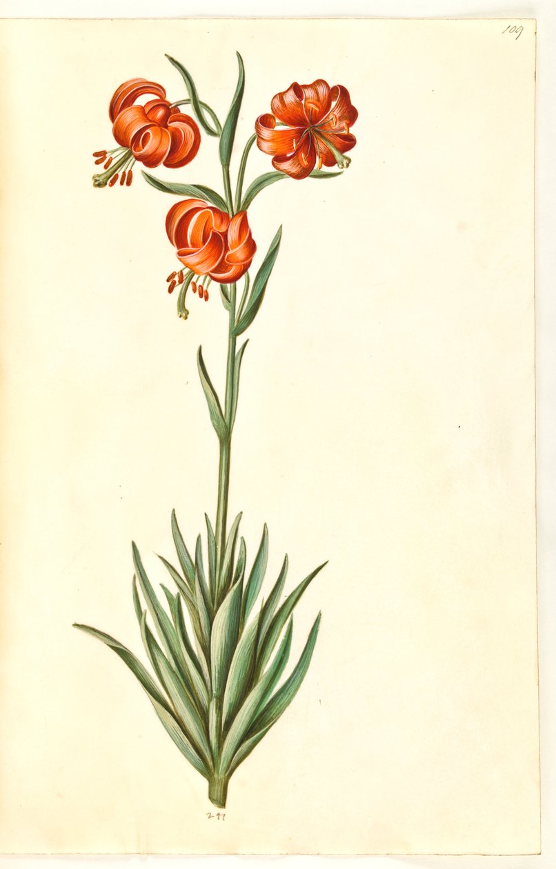 Lilium pomponium (Pompon-Lilie) von Hans Simon Holtzbecker