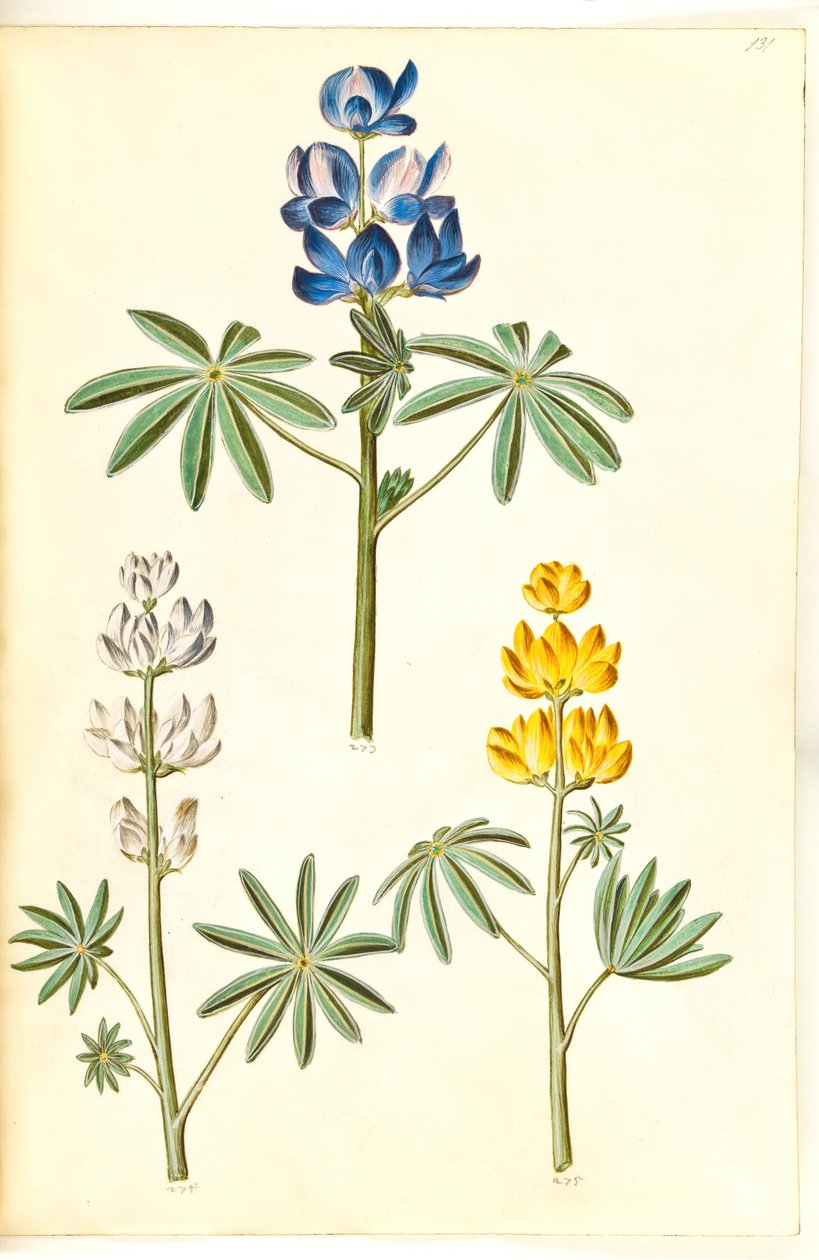 Lupinus pilosus (blaue Lupine); Lupinus albus (weiße Lupine); Lupinus luteus (gelbe Lupine) von Hans Simon Holtzbecker