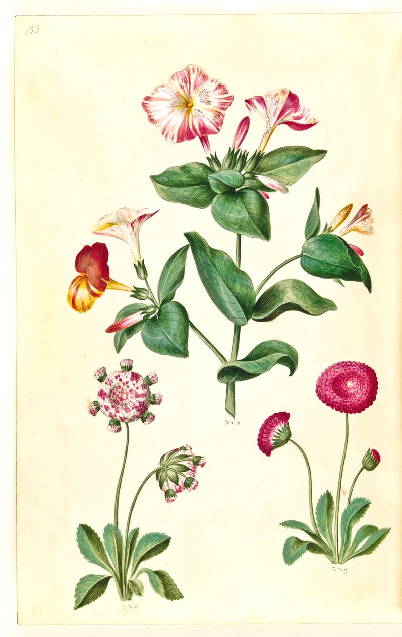 Mirabilis jalapa (Wunderblume); Bellis perennis (Gänseblümchen) von Hans Simon Holtzbecker