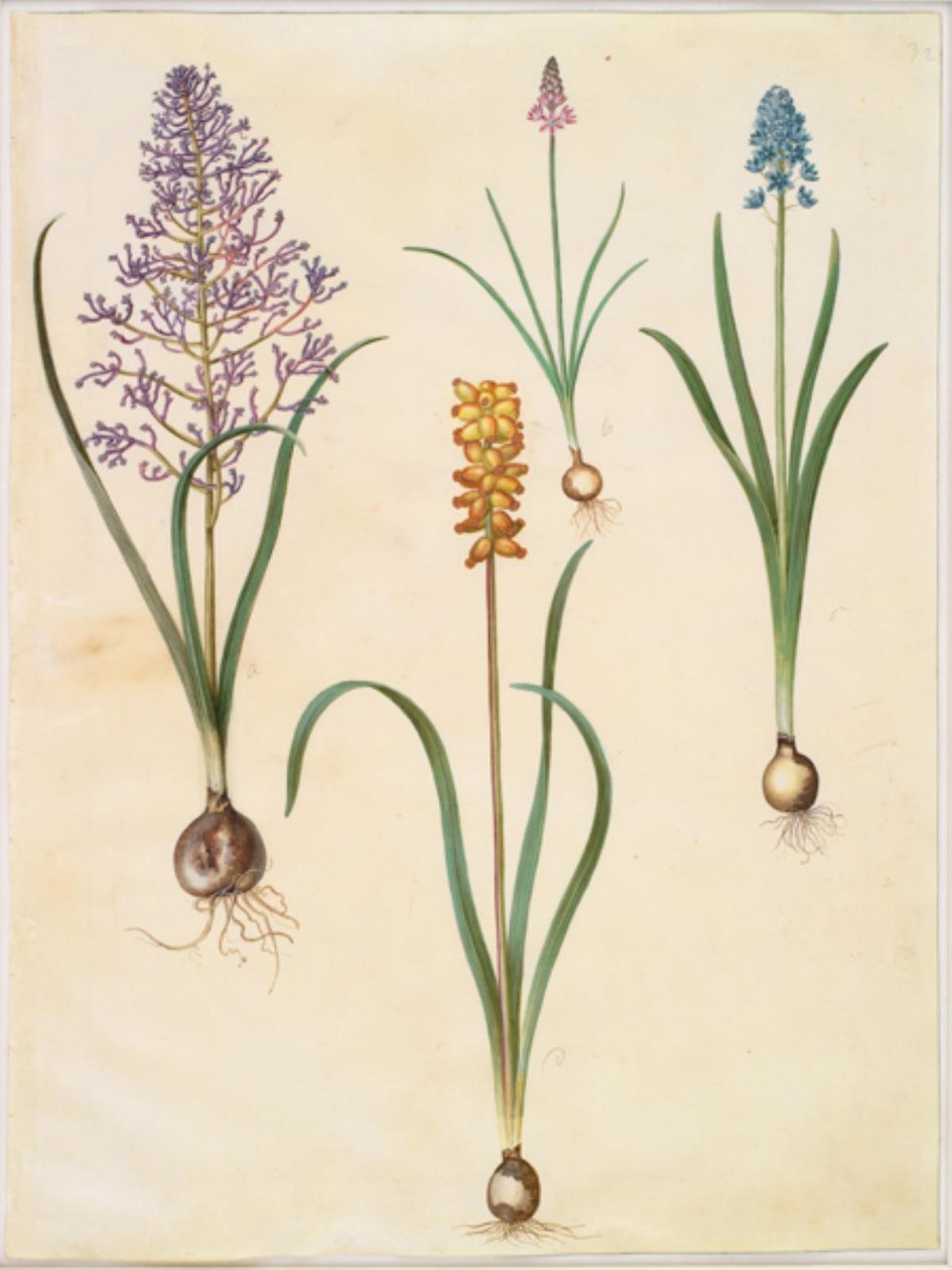 Gefiederte Hyazinthe; Herbst-Schilla; Italienische Glockenblume; Gelbe Perlhyazinthe von Hans Simon Holtzbecker