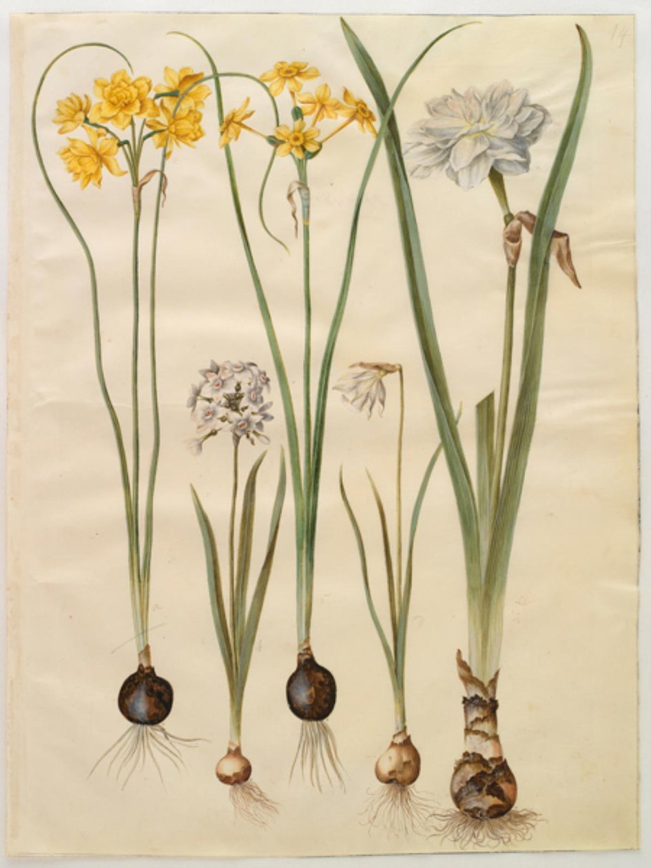 Narcissus jonquilla (Siv-Narzisse); Narcissus tazetta (Tazette); Narcissus pseudonarcissus moschatus (Moschus-Narzisse); Narcissus poeticus (Dichter-Narzisse) von Hans Simon Holtzbecker