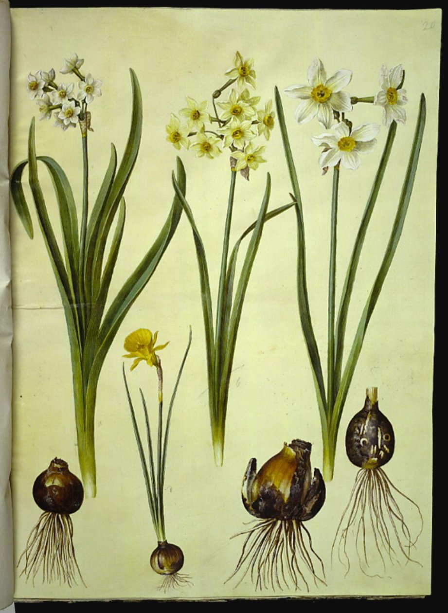 Narcissus tazetta (Tazette); Narcissus ×medioluteus (Zweiblütige Narzisse); Narcissus bulbocodium (Reifrock-Narzisse) von Hans Simon Holtzbecker