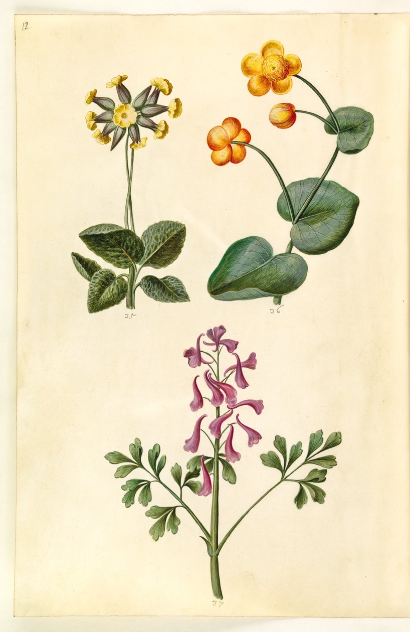Primula veris (Hohlkragen-Schlüsselblume); Caltha palustris (Sumpfdotterblume); Corydalis cava (Hohlwurz-Lerchensporn) von Hans Simon Holtzbecker