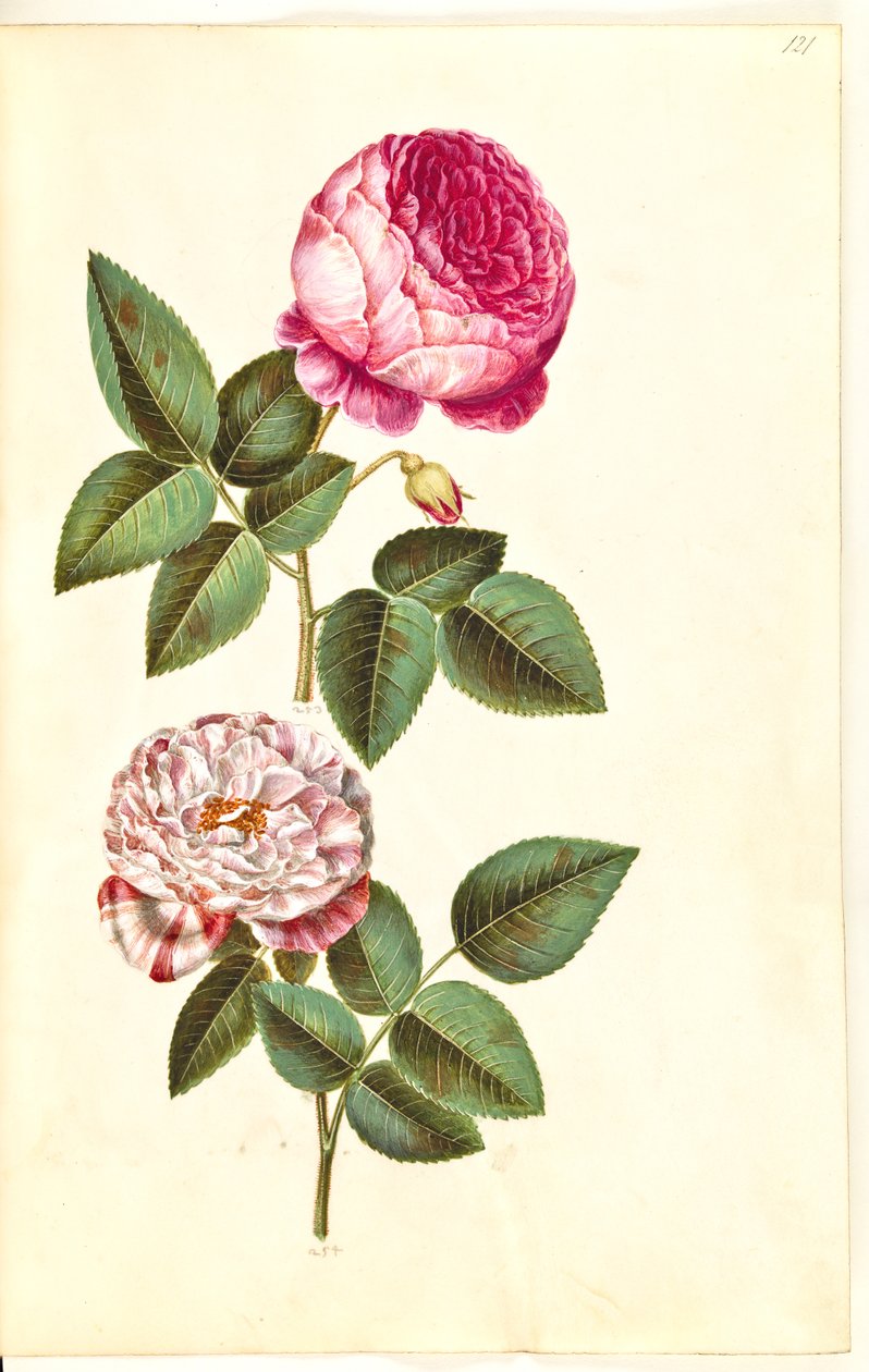 Rosa ×centifolia (Zentifolie-Rose); Rosa gallica versicolor (