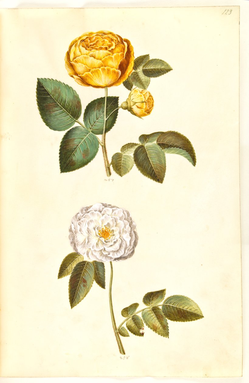 Rosa hemisphaerica (schwefelgelbe Rose); Rosa ×alba (weiße Rose) von Hans Simon Holtzbecker
