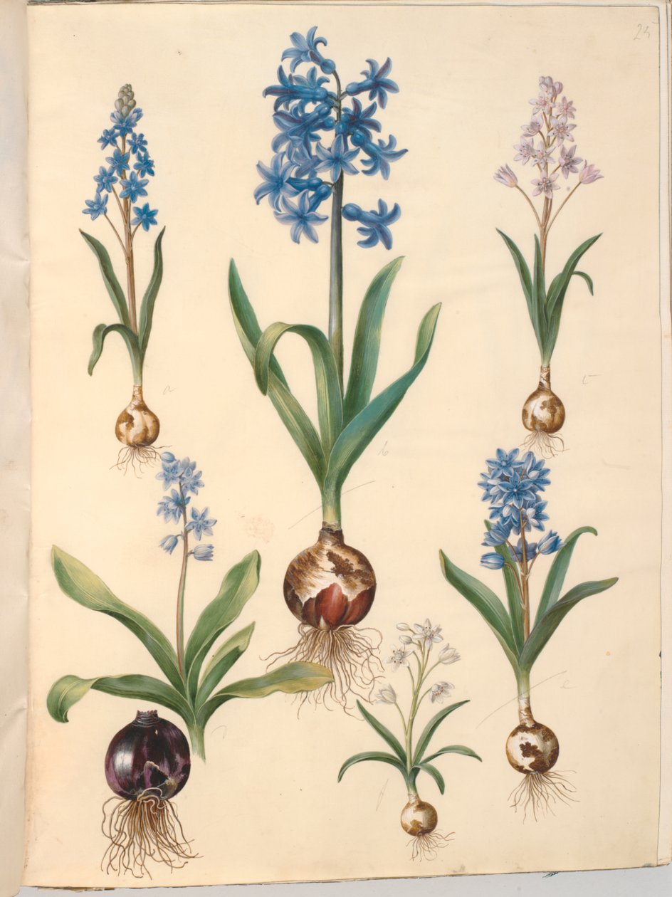 Scilla bifolia (Zweiblättriger Blaustern); Hyacinthus orientalis (Gewöhnliche Hyazinthe); Scilla amoena (Himmelblauer Blaustern) von Hans Simon Holtzbecker