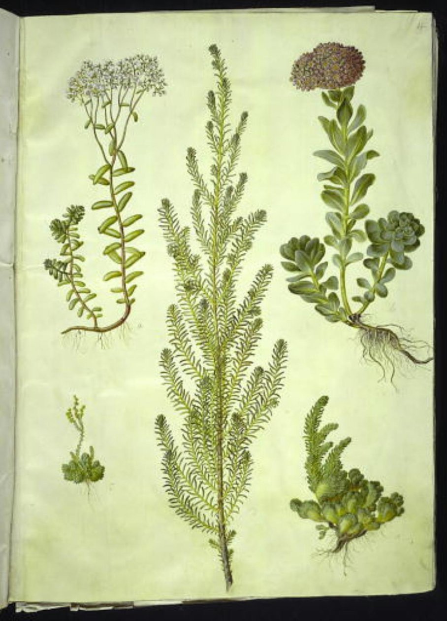 Sedum album (weiße Fetthenne); Sedum anacampseros (rundblättrige Fetthenne); Sedum (Fetthenne); Suaeda vera (Busch-Strandgänsefuß); Sedum rupestre (Berg-Fetthenne) von Hans Simon Holtzbecker