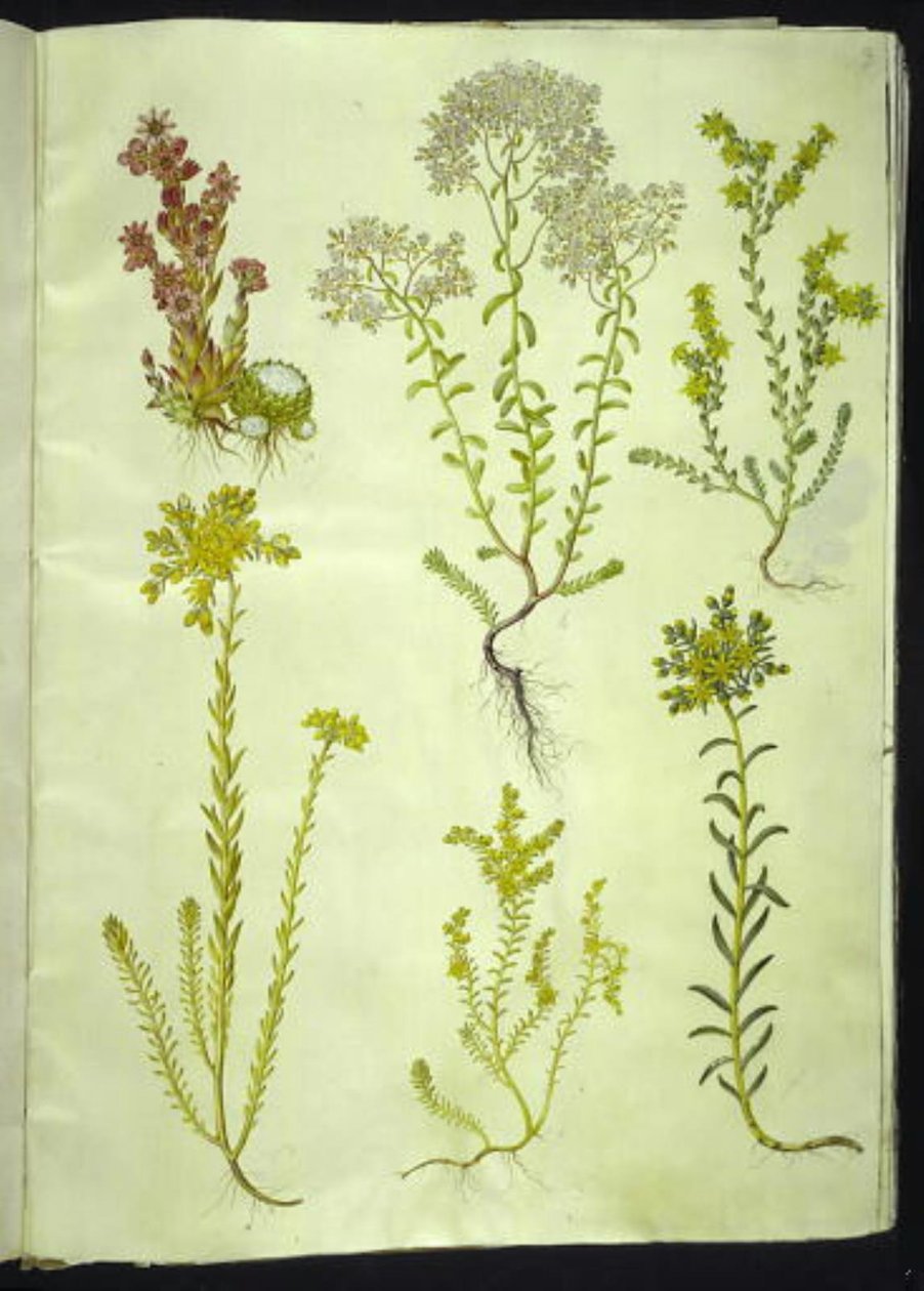 Sempervivum arachnoideum; Sedum album; Sedum acre; Sedum rupestre; Sedum sexangulare von Hans Simon Holtzbecker