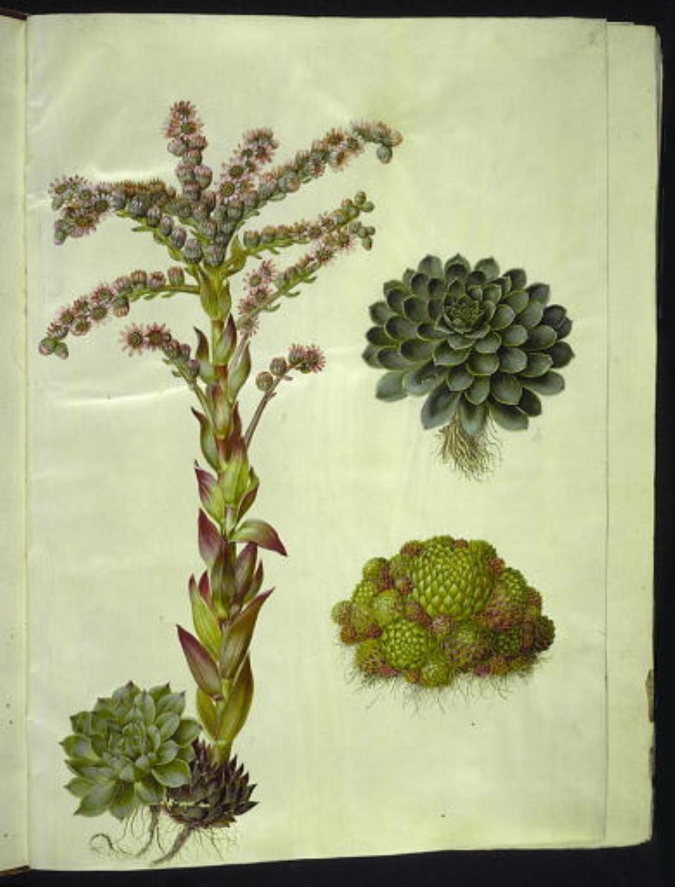 Sempervivum tectorum (gewöhnliche Hauswurz); Sempervivum montanum (Berg-Hauswurz) von Hans Simon Holtzbecker