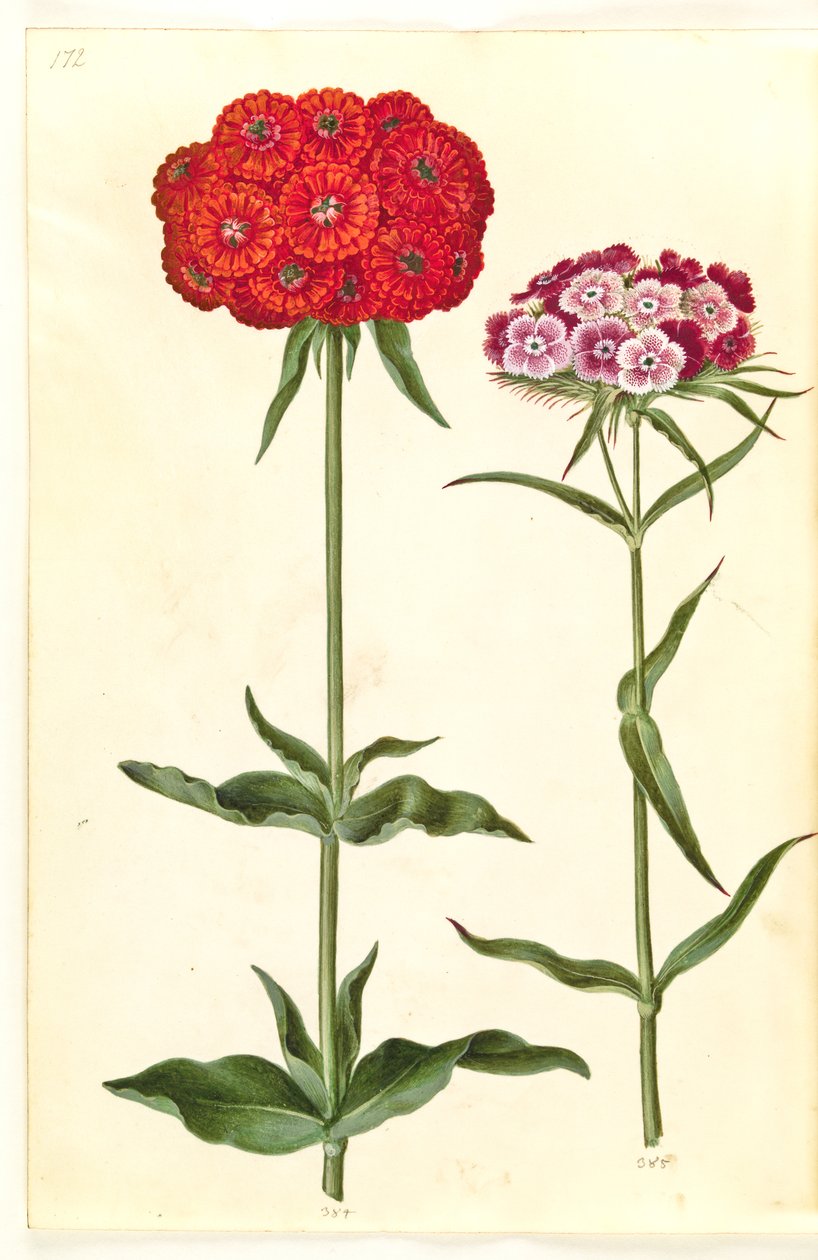 Silene chalcedonica (Brennende Liebe); Dianthus barbatus (Bartnelke) von Hans Simon Holtzbecker