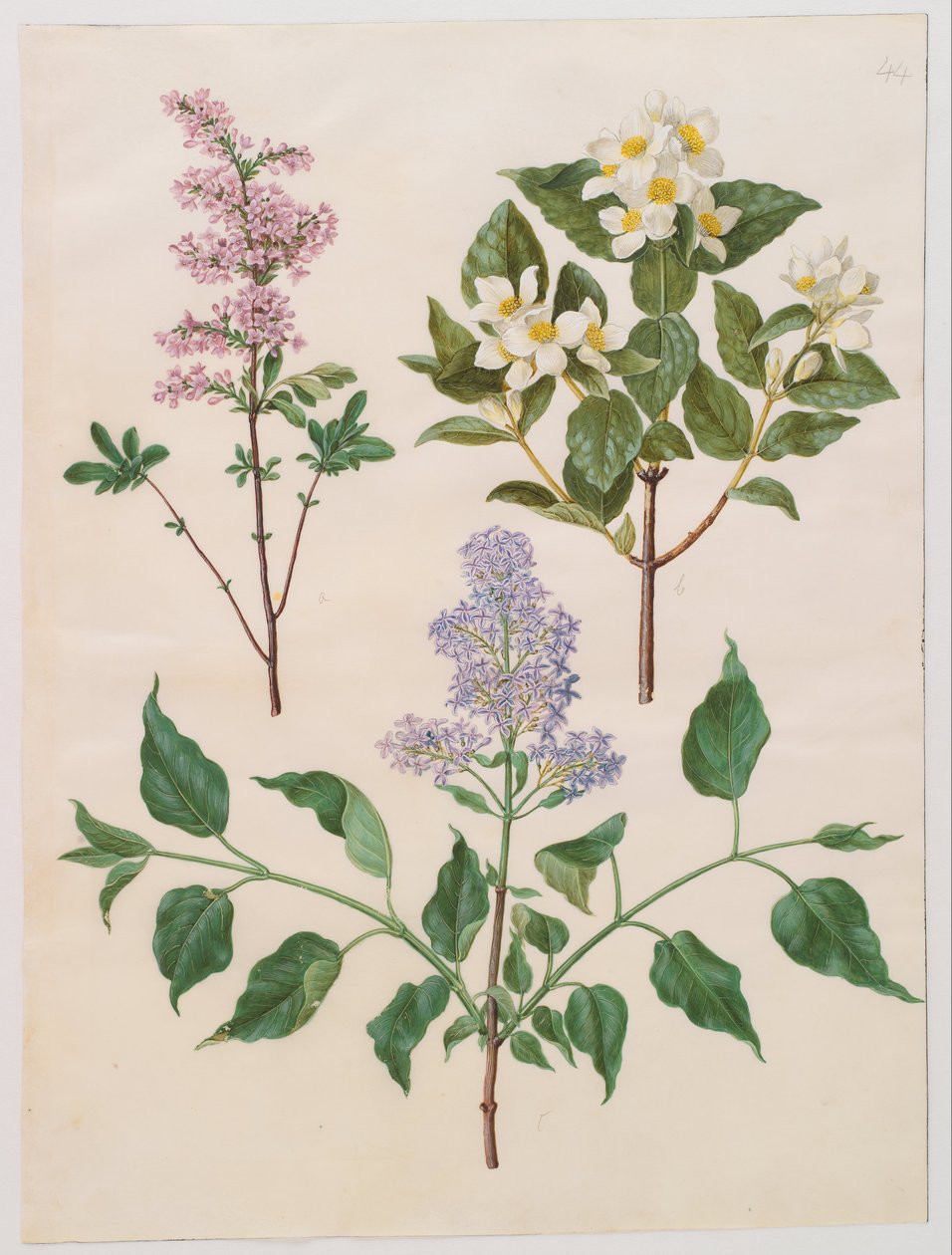 Syringa x persica; Philadelphus coronarius; Syringa vulgaris von Hans Simon Holtzbecker