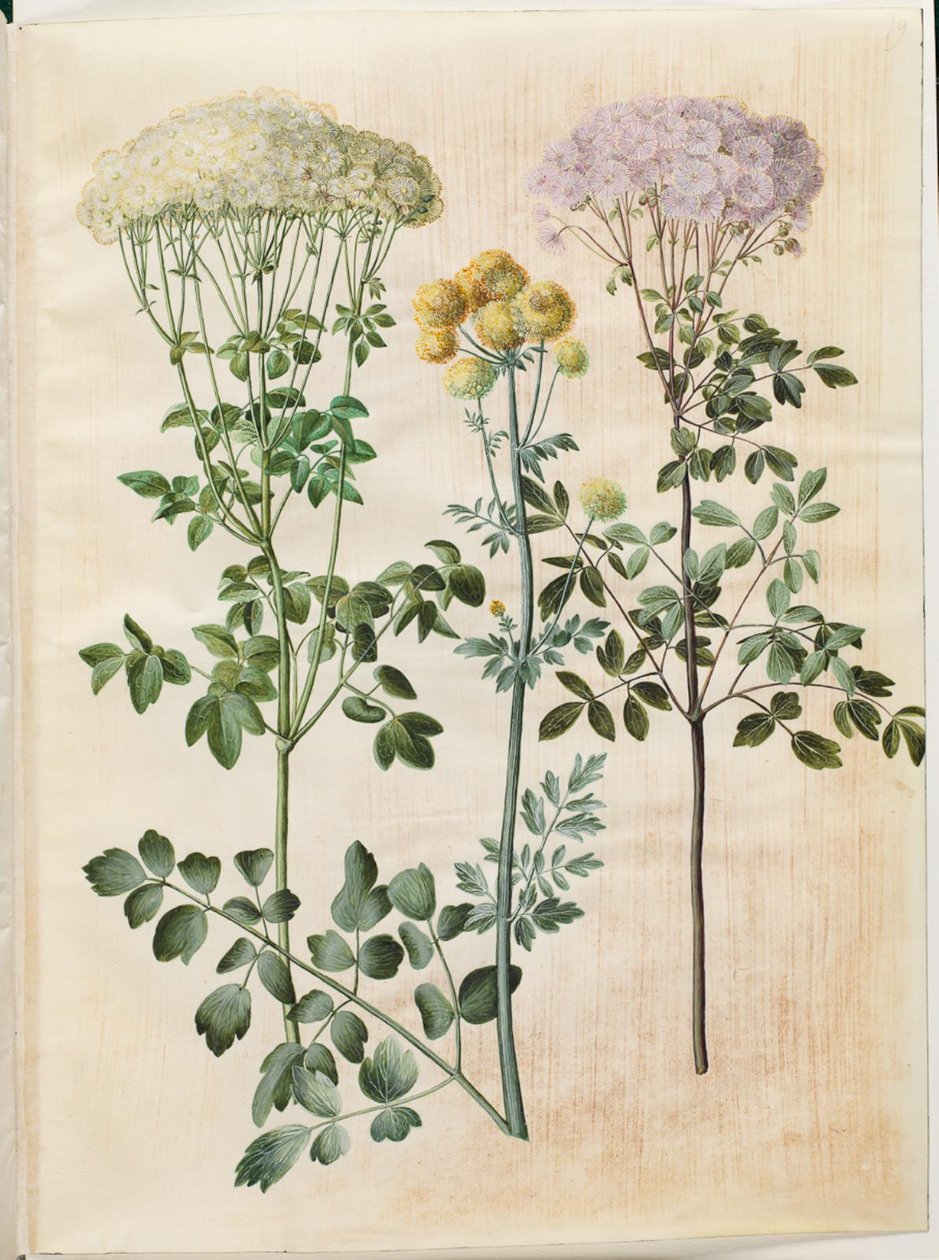 Thalictrum aquilegiifolium (Akelei-Wiesenraute); Thalictrum flavum (Gelbe Wiesenraute) von Hans Simon Holtzbecker