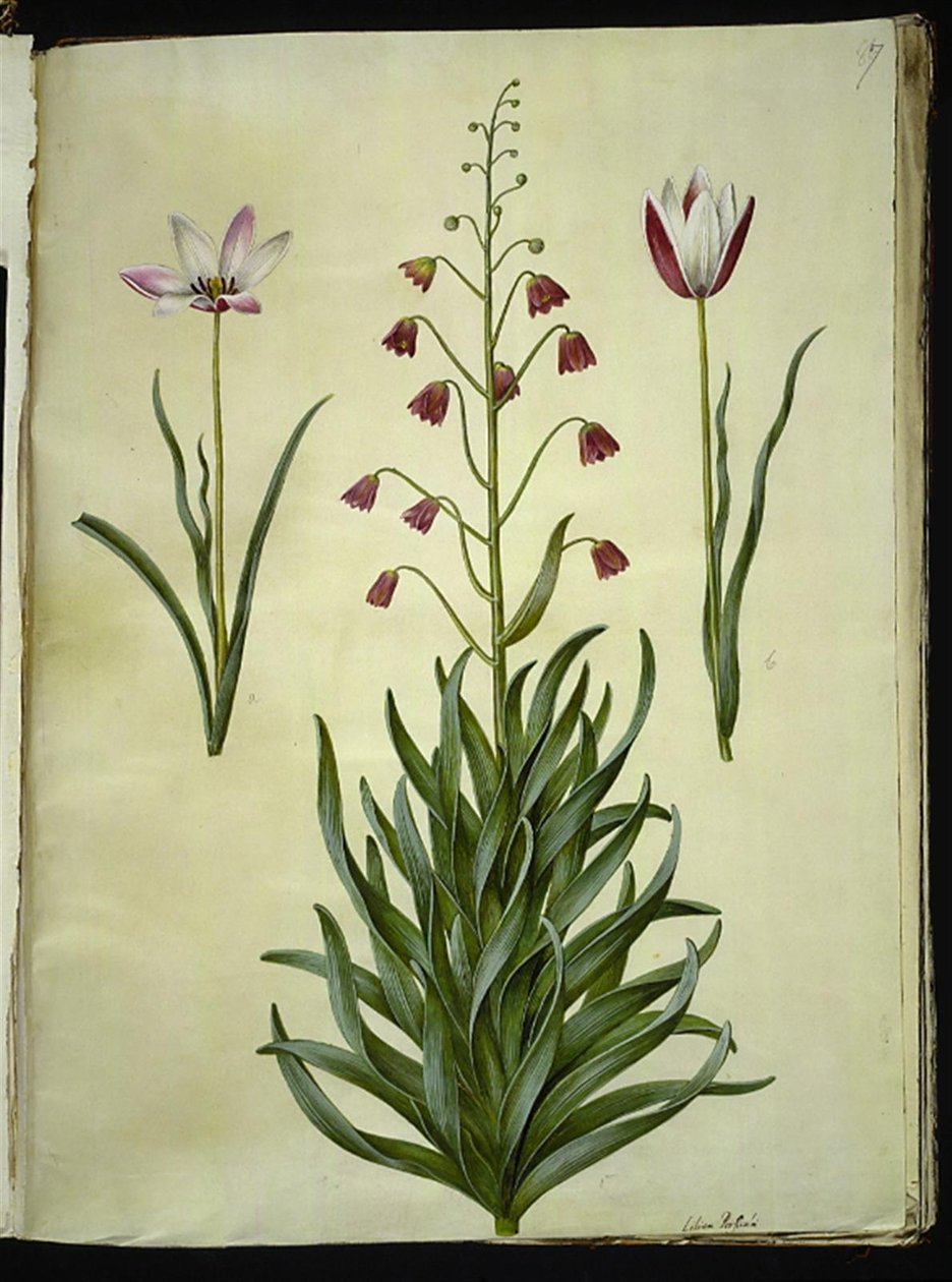 Tulipa clusiana (Clusius-Tulpe); Fritillaria persica (Persische Fritillarie) von Hans Simon Holtzbecker