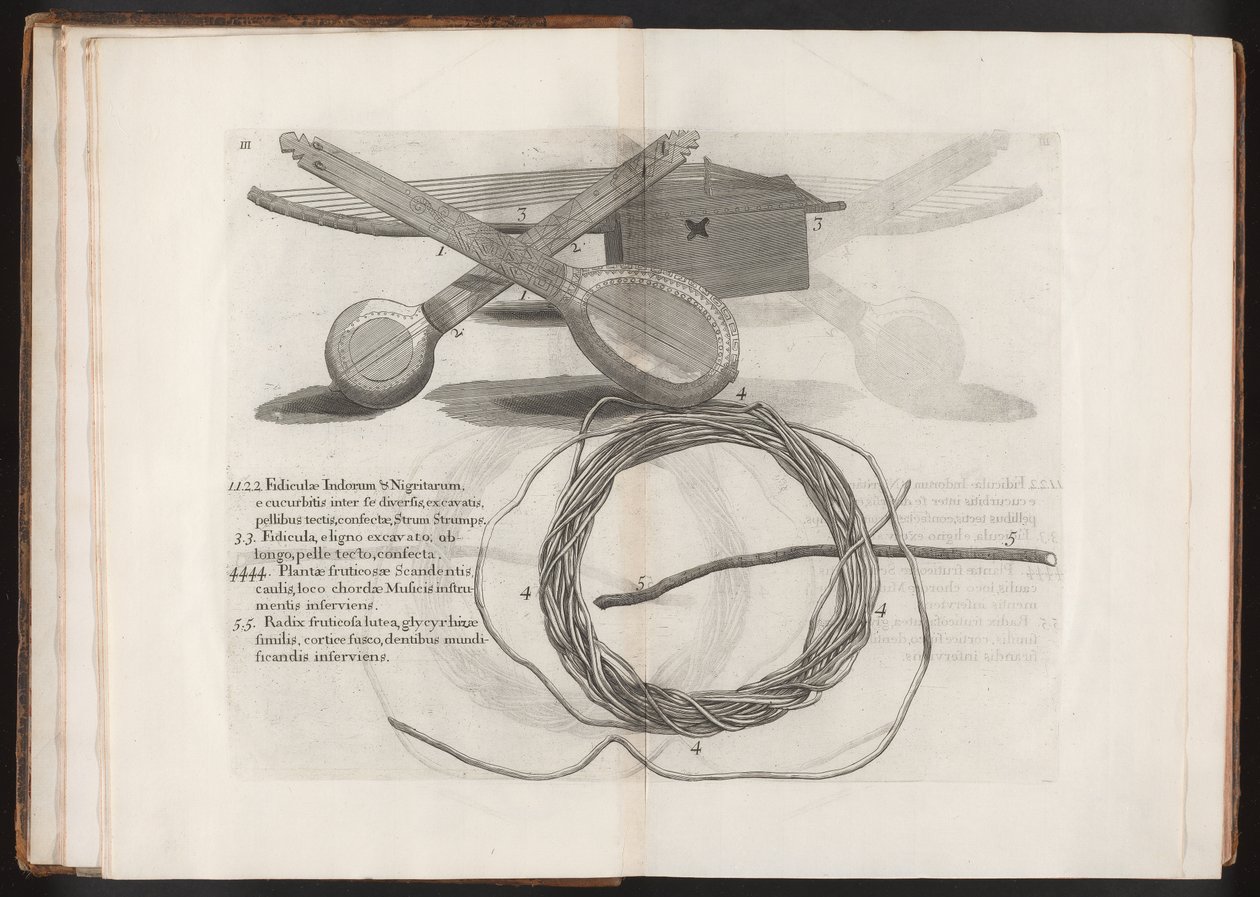 Illustration aus der Reise zur Insel Madeira, Barbados...Vol.2, 1815 von Hans after Sloane