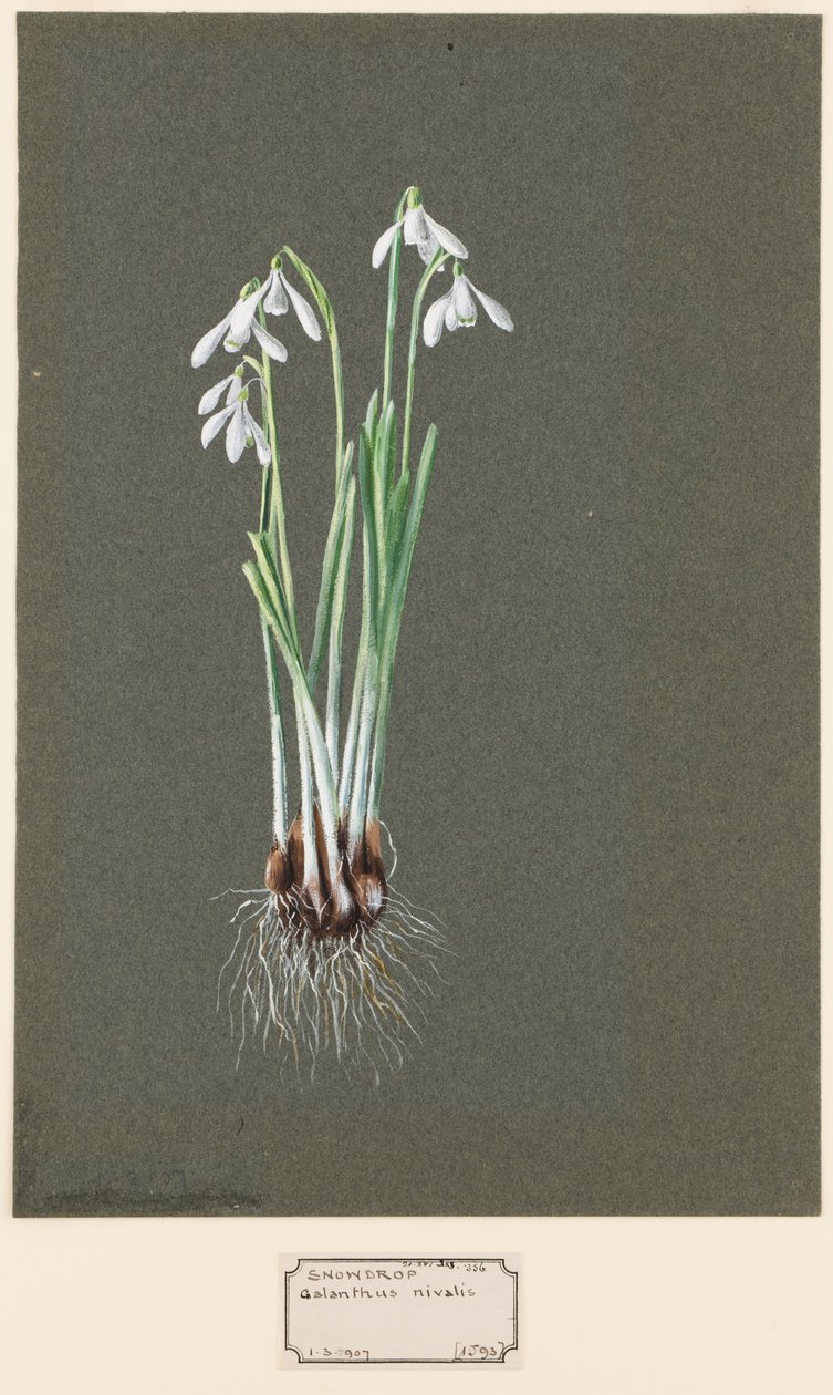 Galanthus nivalis L. Schneeglöckchen, ca. 1903-1915 von Harold Drinkwater