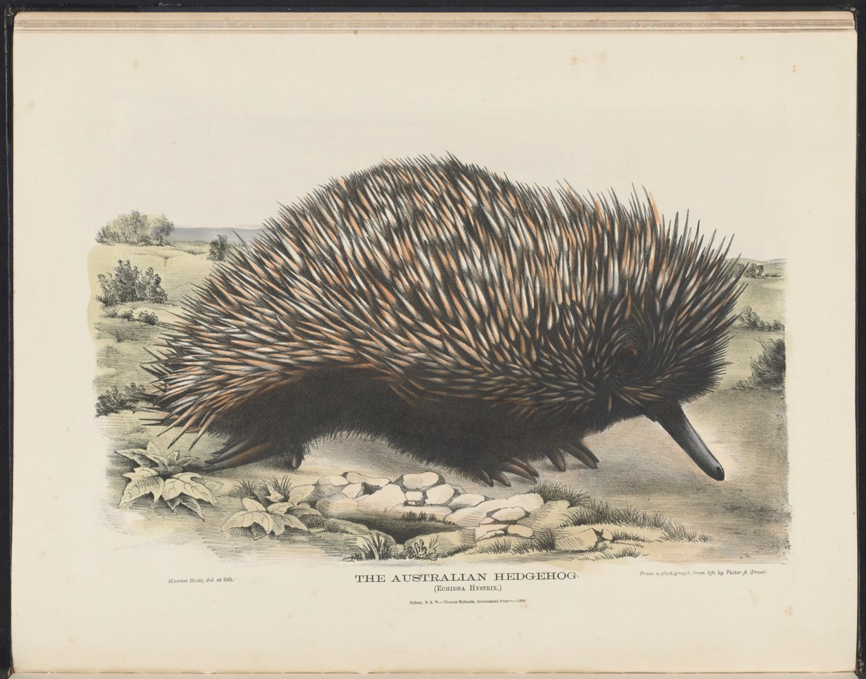 Säugetiere Australiens (Krefft) Nla.obj-33627803-15 Der Australische Igel von Harriet Morgan
