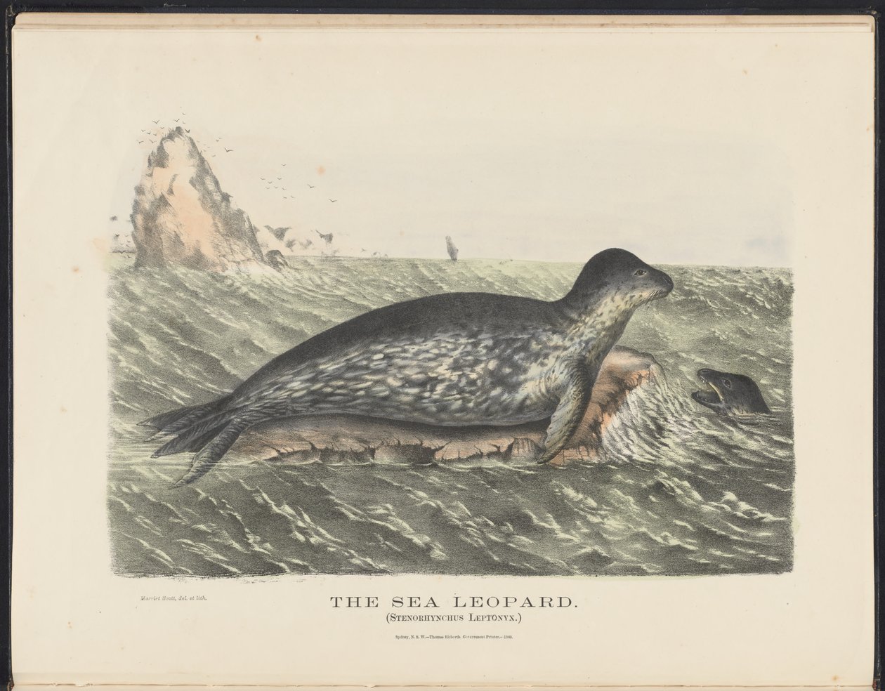 Säugetiere Australiens (Krefft) Nla.obj-33627803-5 Der Seelöwe von Harriet Morgan