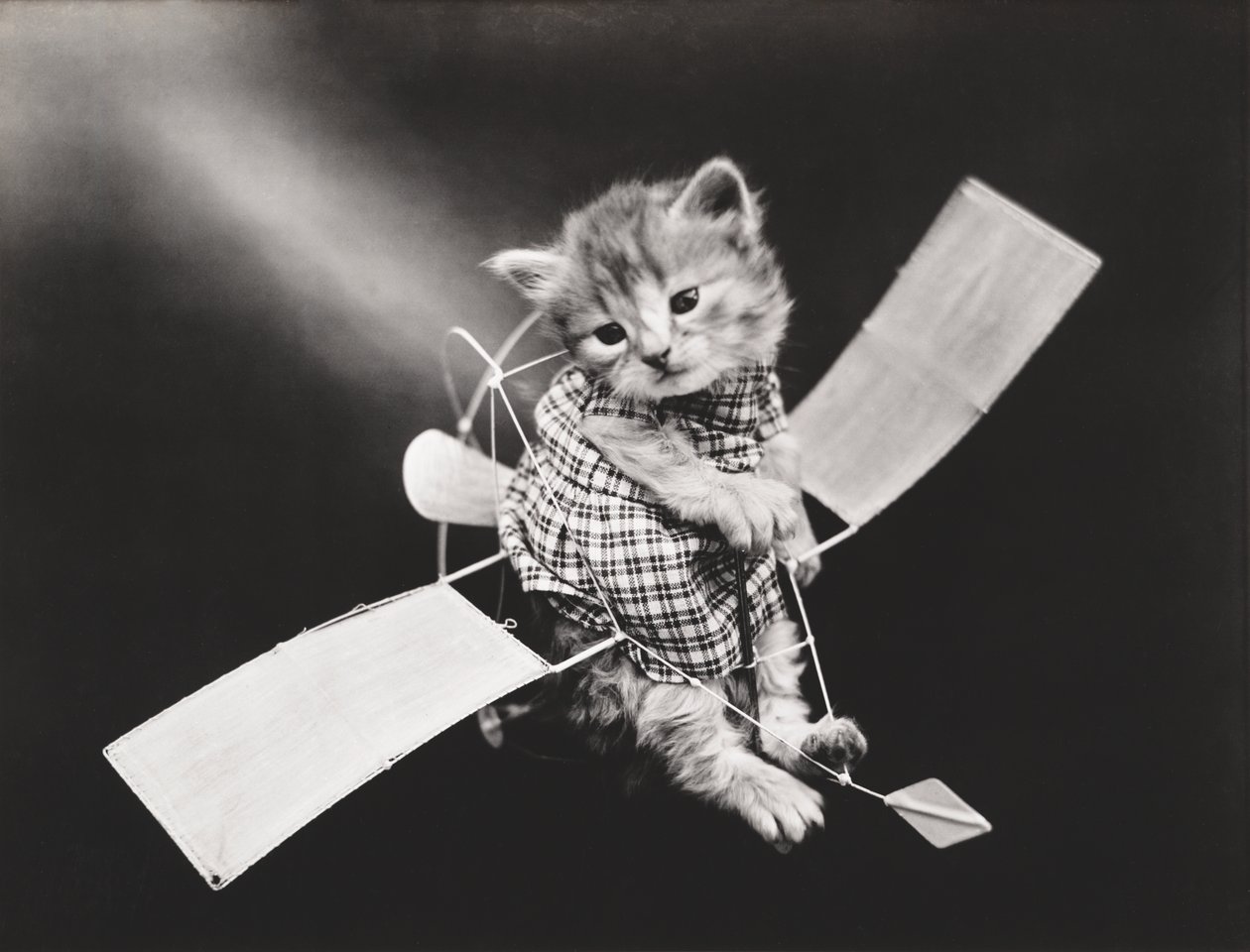 Kätzchen-Serie: Pilot fliegt Flugzeug, ca. 1914 von Harry Whittier Frees