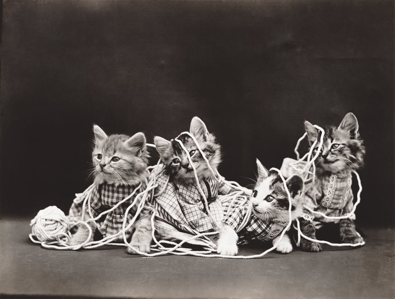 Kitties Serie: In Garn verheddert, ca. 1914 von Harry Whittier Frees